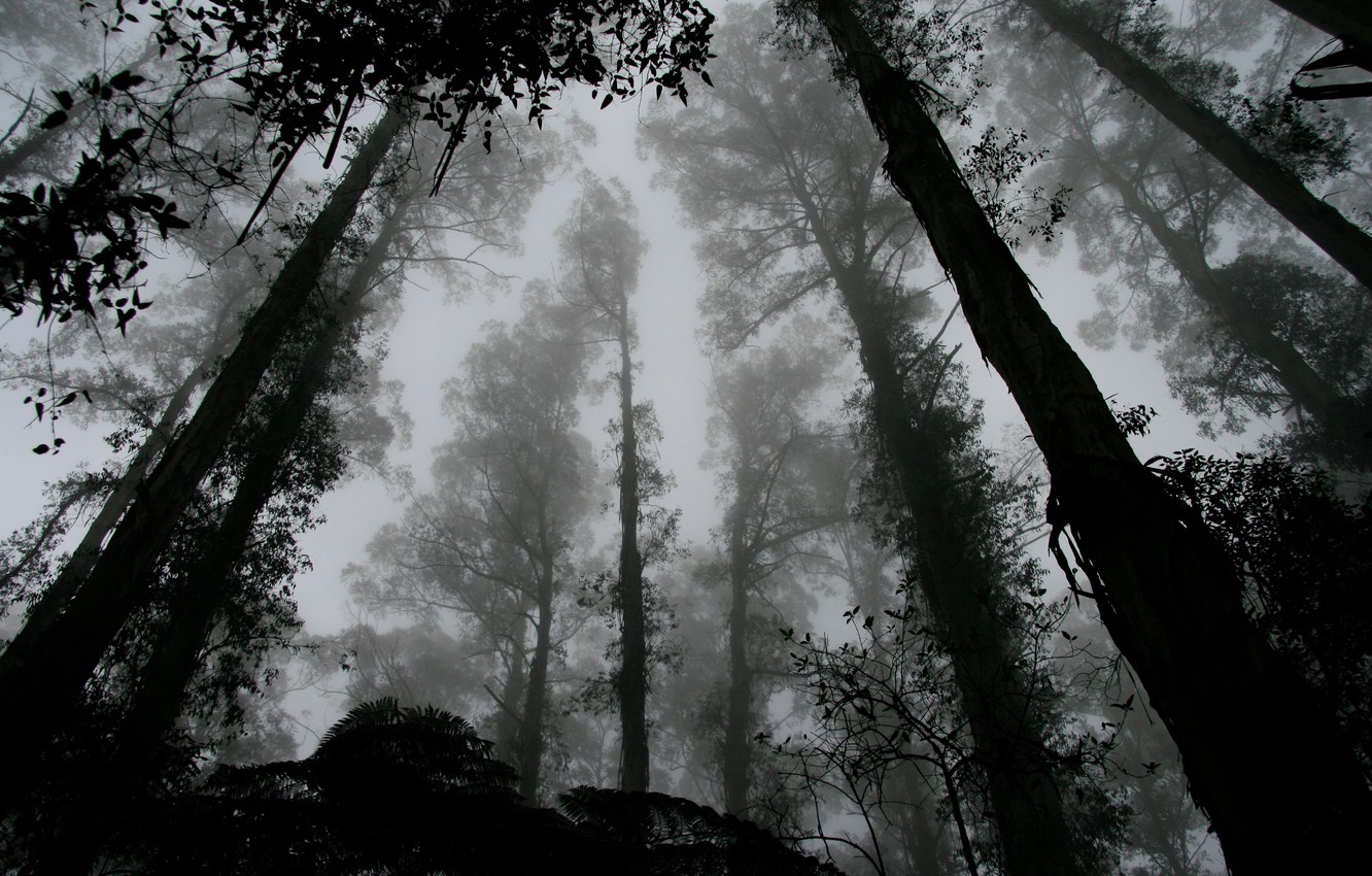 Photo Wallpaper Forest, Trees, Leaves, Fog, Black And - Darkest Day Of My Life - HD Wallpaper 