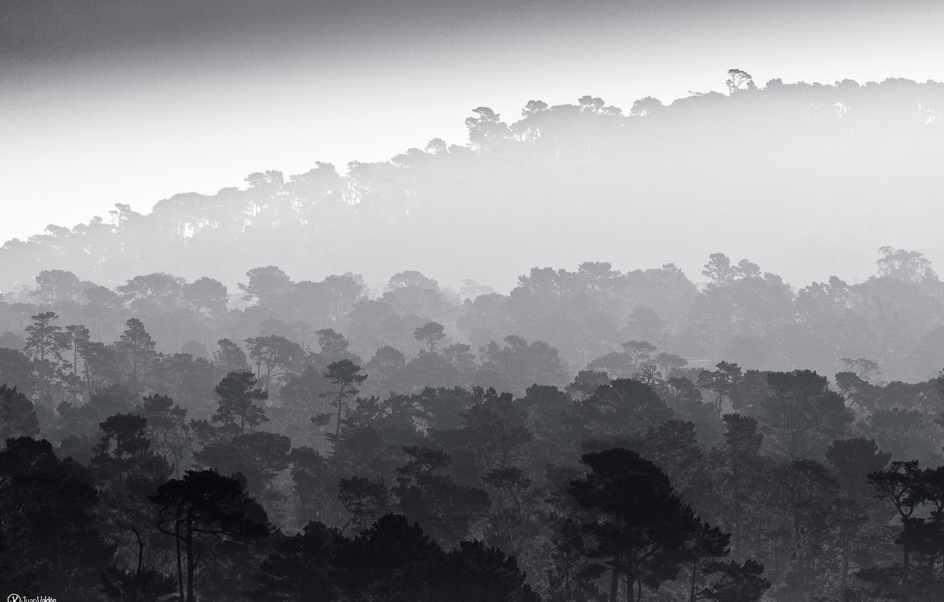 Photo Wallpaper Trees, Fog, Black And White, Mist, - Monochrome - HD Wallpaper 