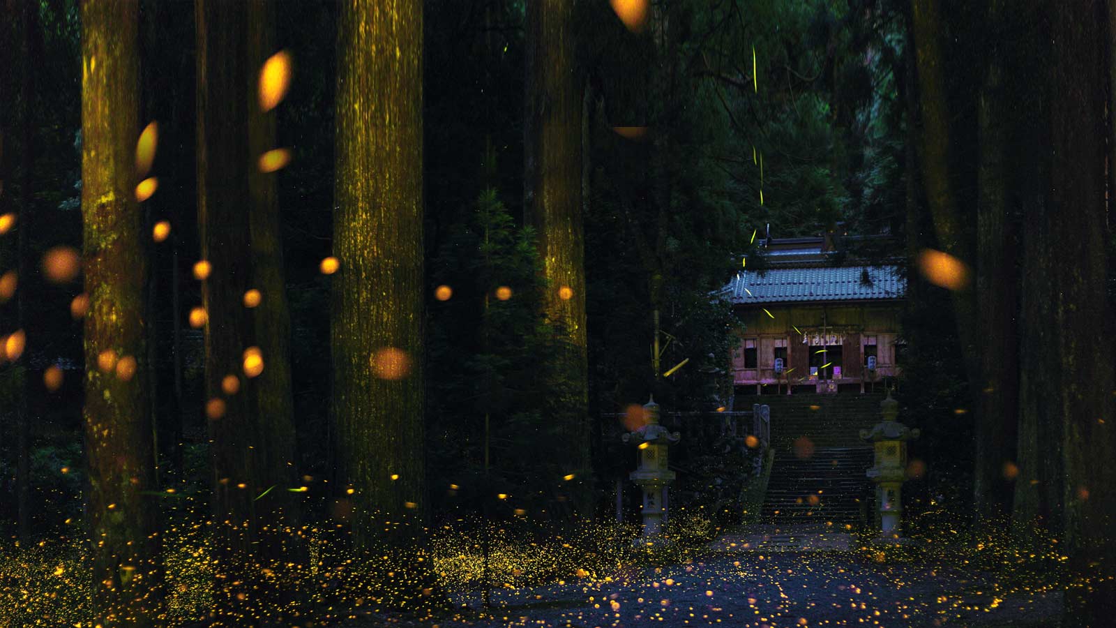 Feel Summer S Magic At These 11 Famous Places To See - 内尾 神社 ヒメボタル 2018 - HD Wallpaper 