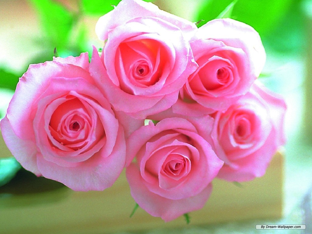 Pink Rose Image Download - 1024x768 Wallpaper 