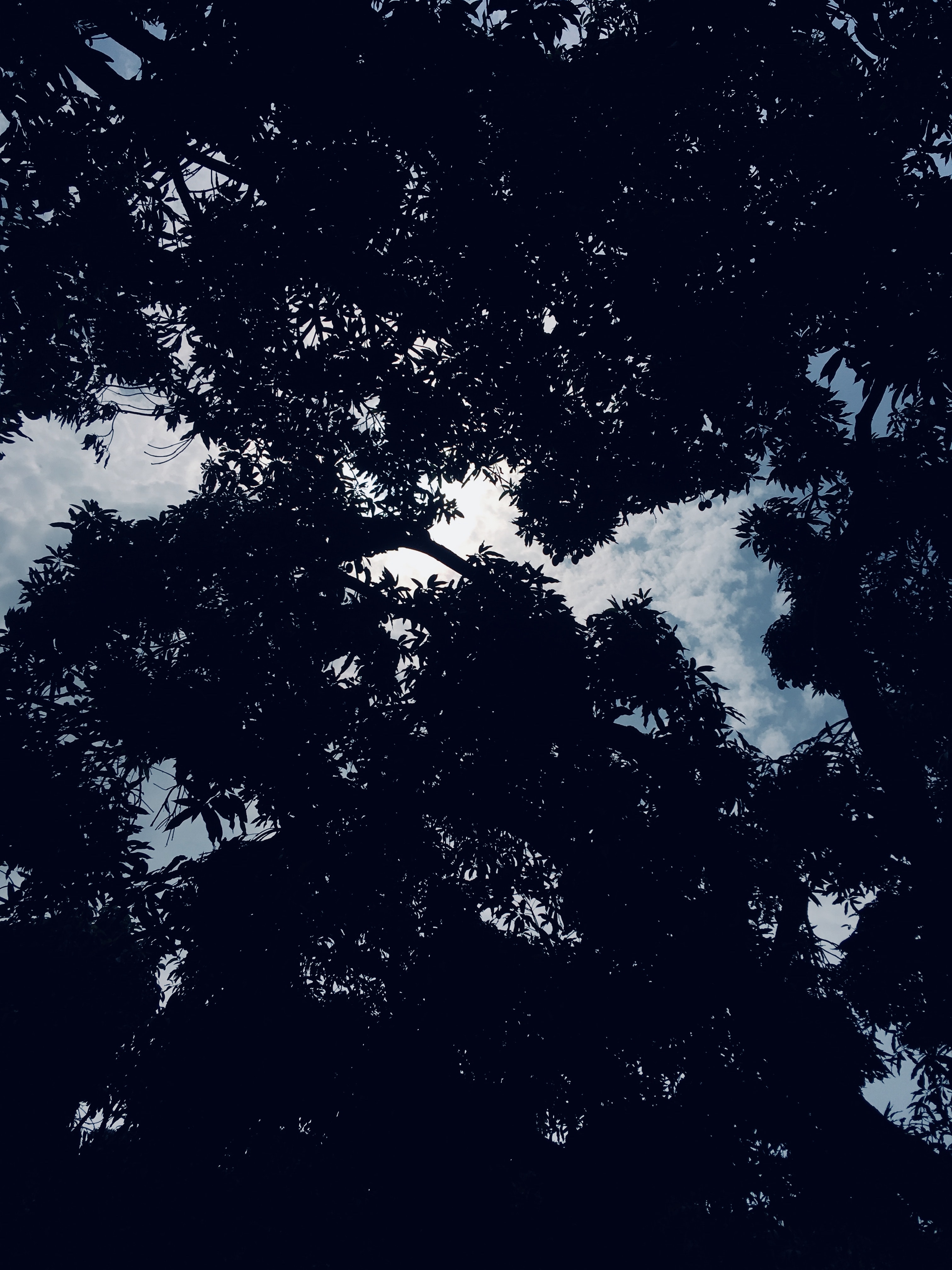 Tree - HD Wallpaper 