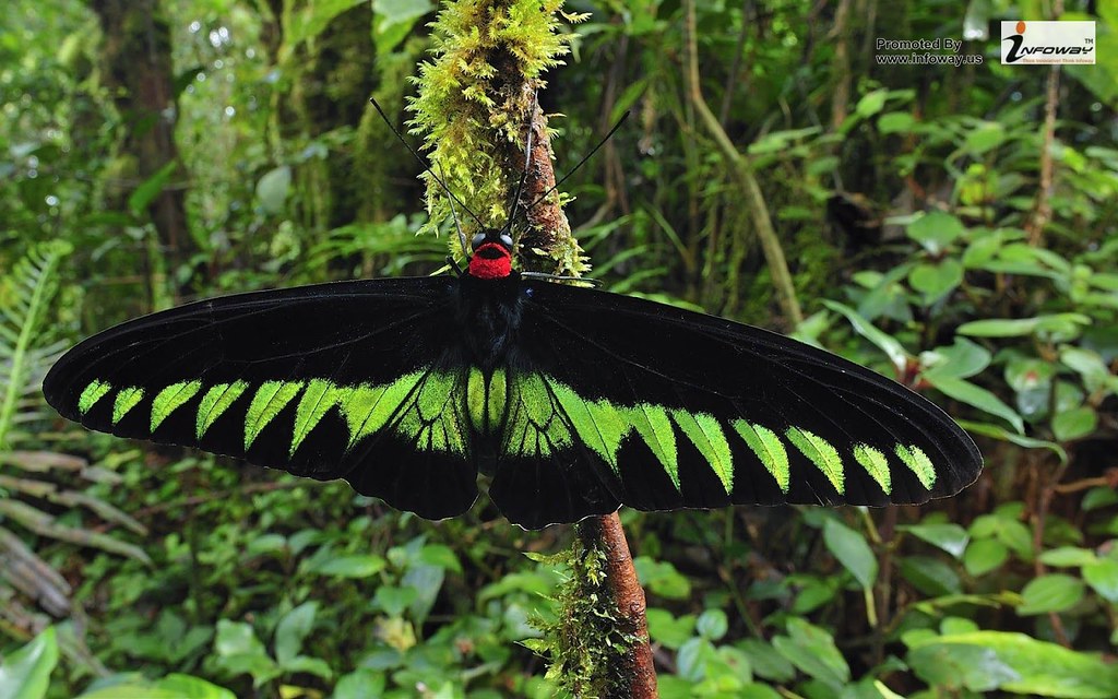 Cameron Highlands - HD Wallpaper 