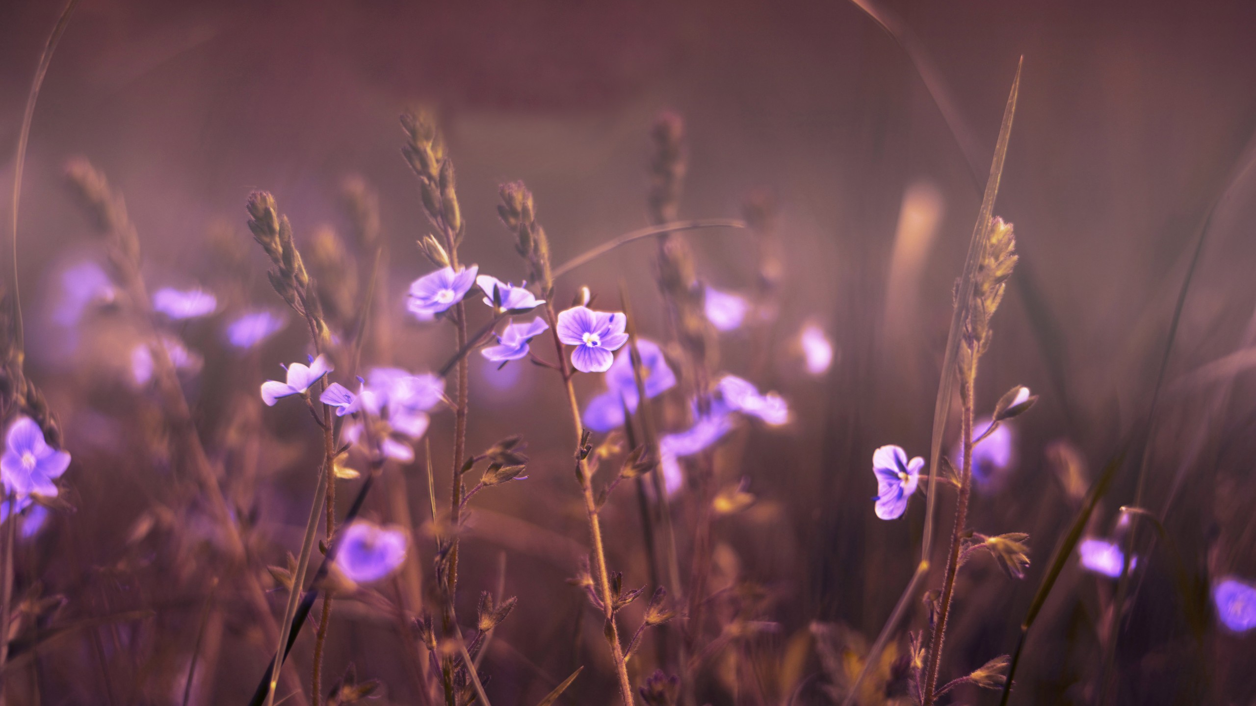 Bellflower - HD Wallpaper 