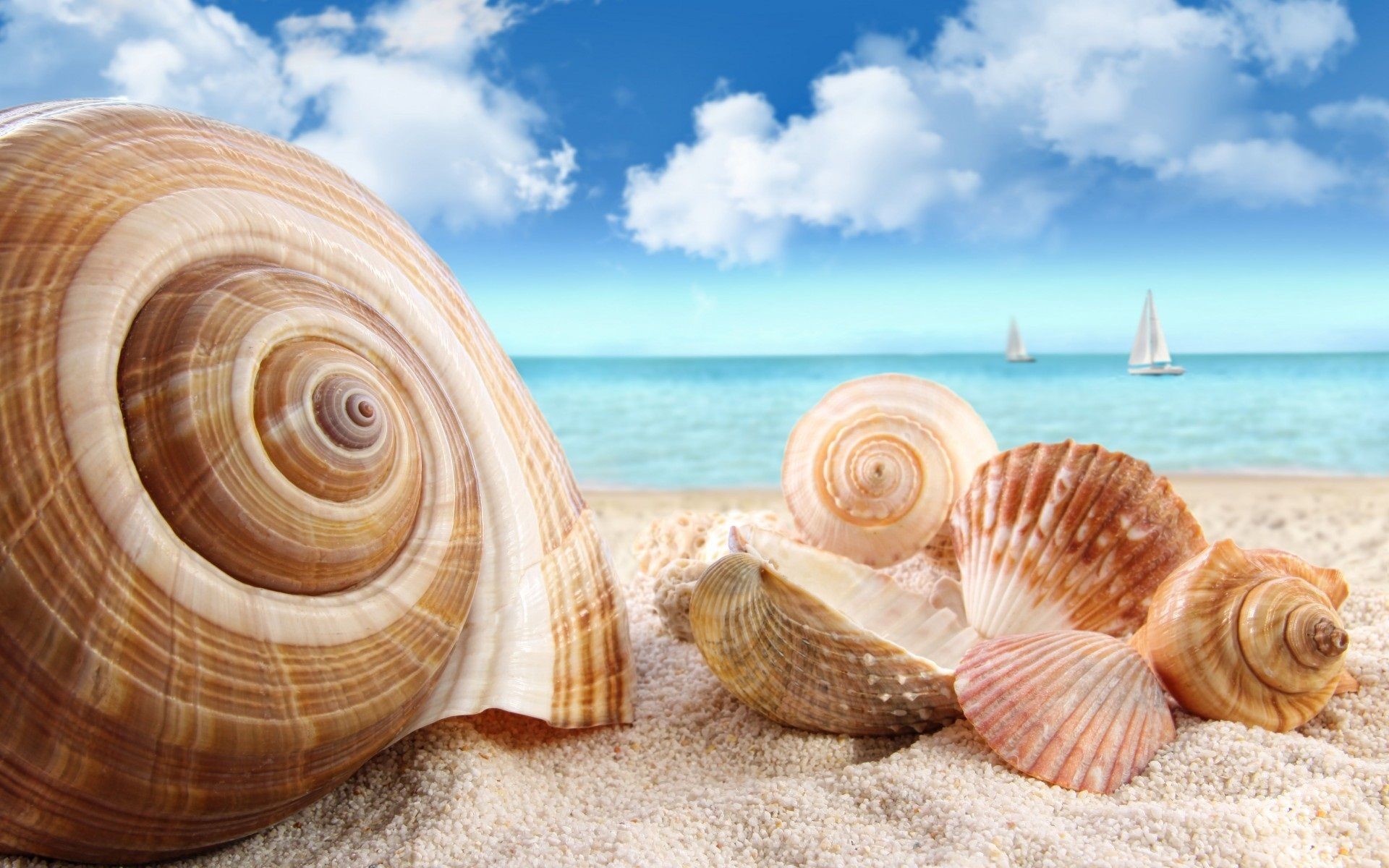 1920x1200, Hd *** Shells On The Seashore *** Wallpaper - Shells At The Seashore - HD Wallpaper 
