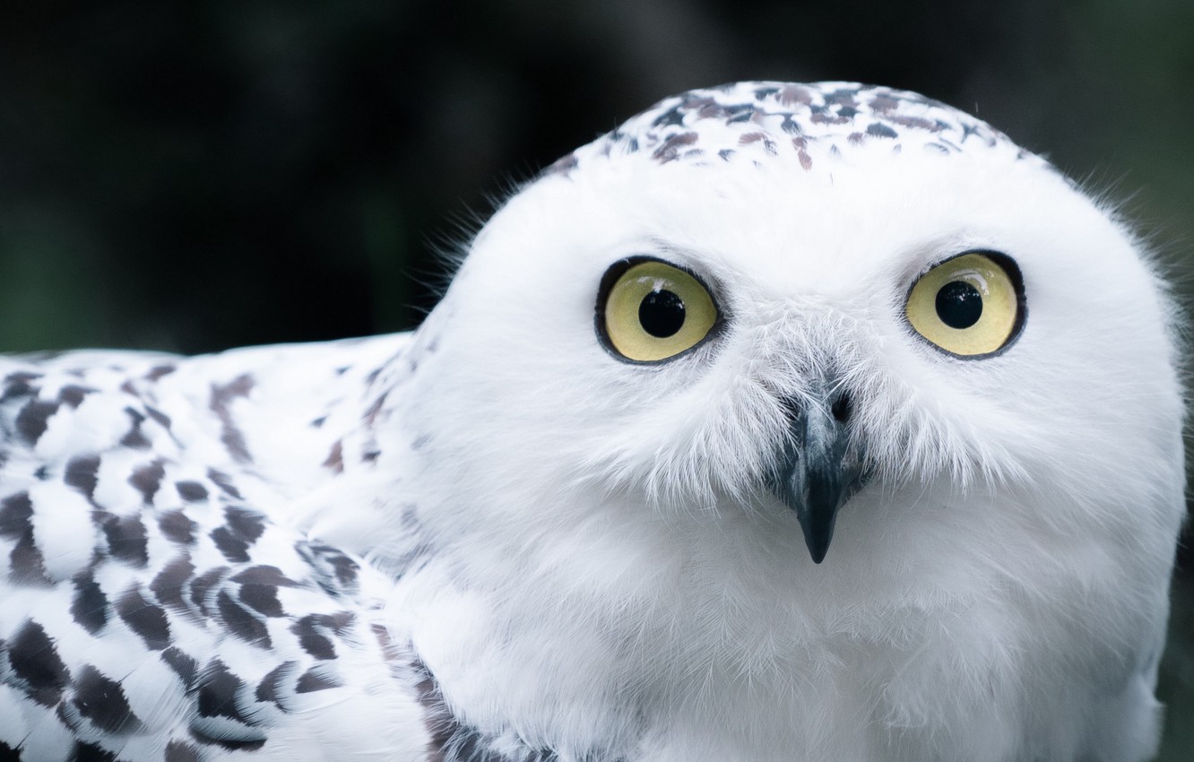 Photo Wallpaper White, Black, Animals, Bird, Eyes, - Owl - HD Wallpaper 