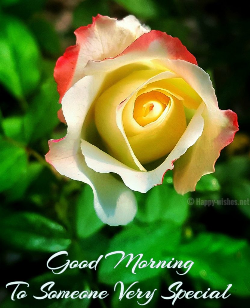 Very Special Good Morning - HD Wallpaper 