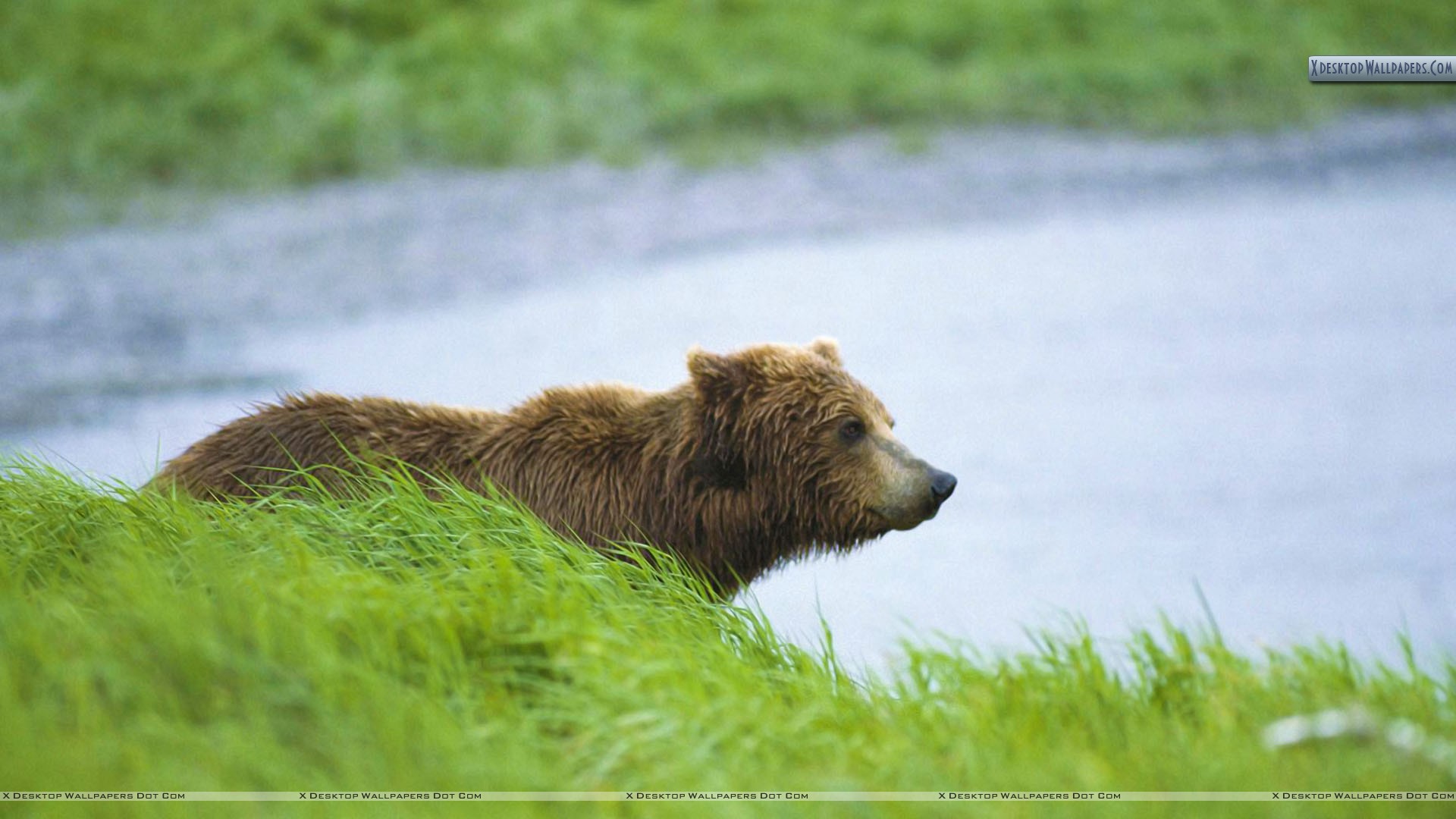 Grizzly Bear - HD Wallpaper 