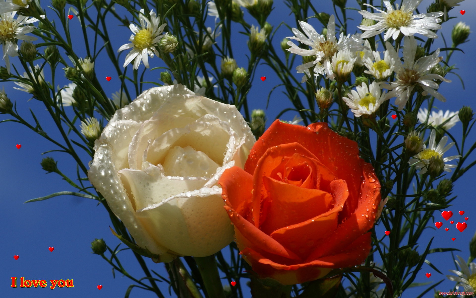 Valentine Roses Wallpapers - HD Wallpaper 