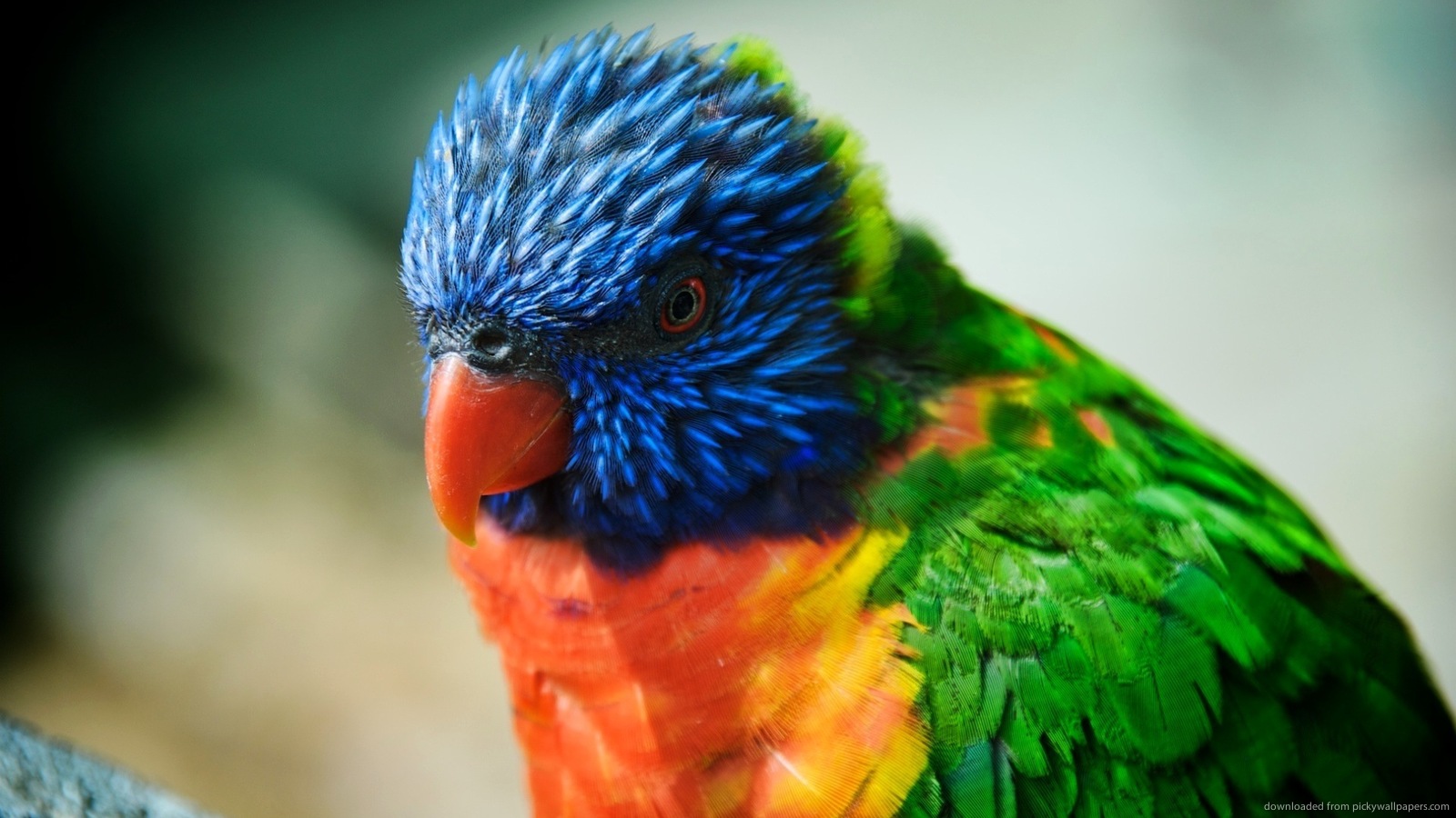 Cool Photos Of Birds - HD Wallpaper 