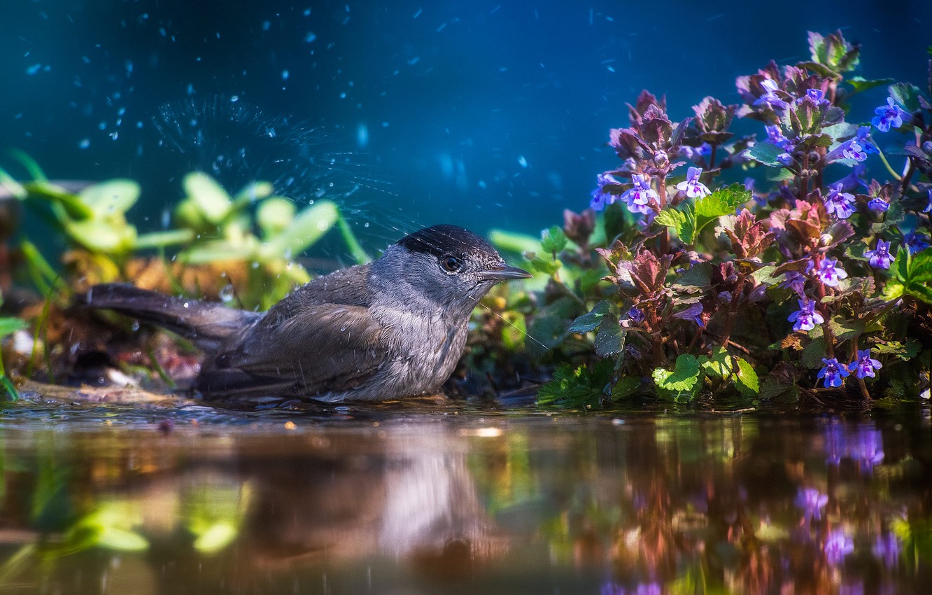 Photo Wallpaper Water, Flowers, Squirt, Nature, Bird, - House Sparrow - HD Wallpaper 