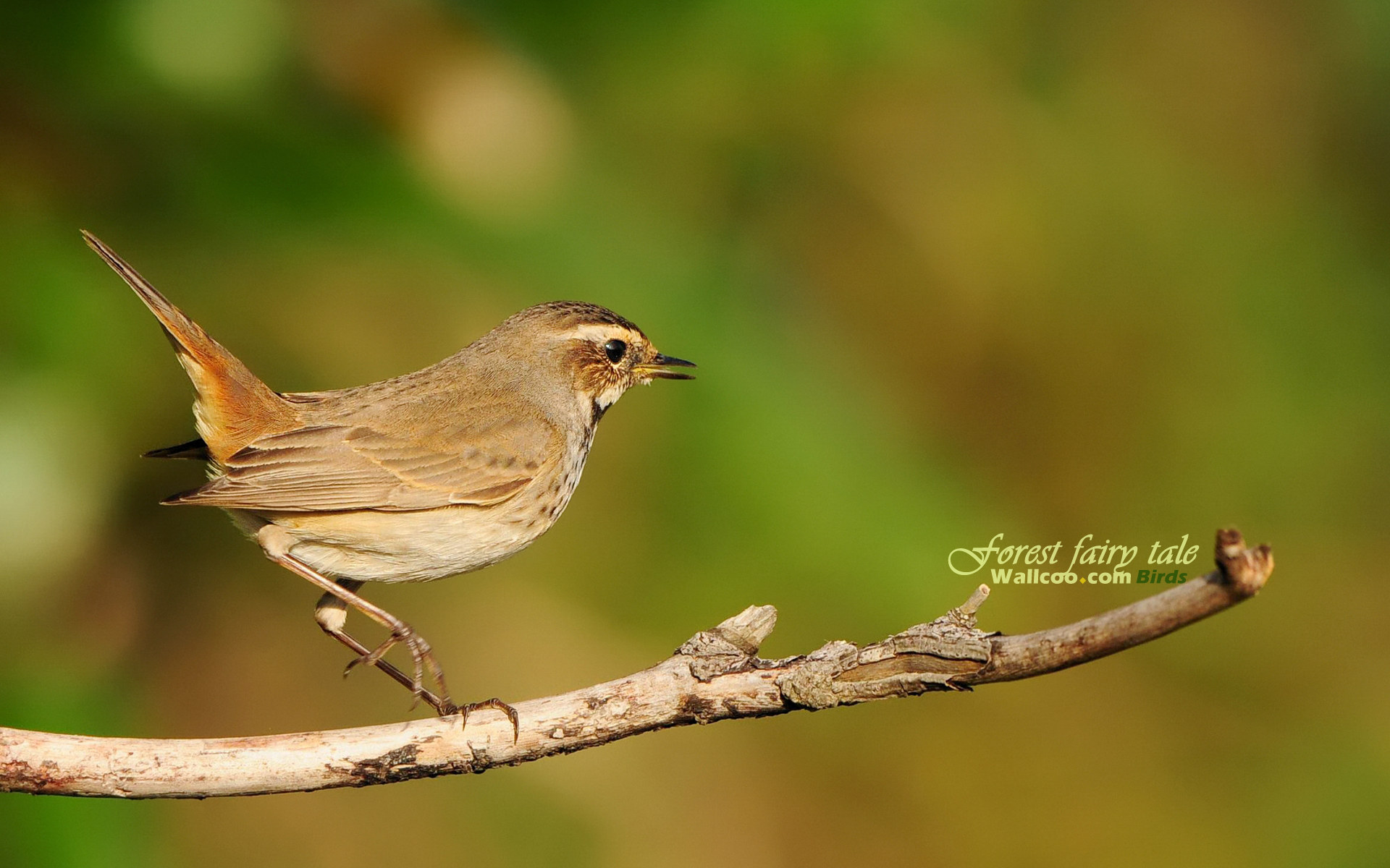 Cute Bird Wallpaper - Wallpaper - HD Wallpaper 