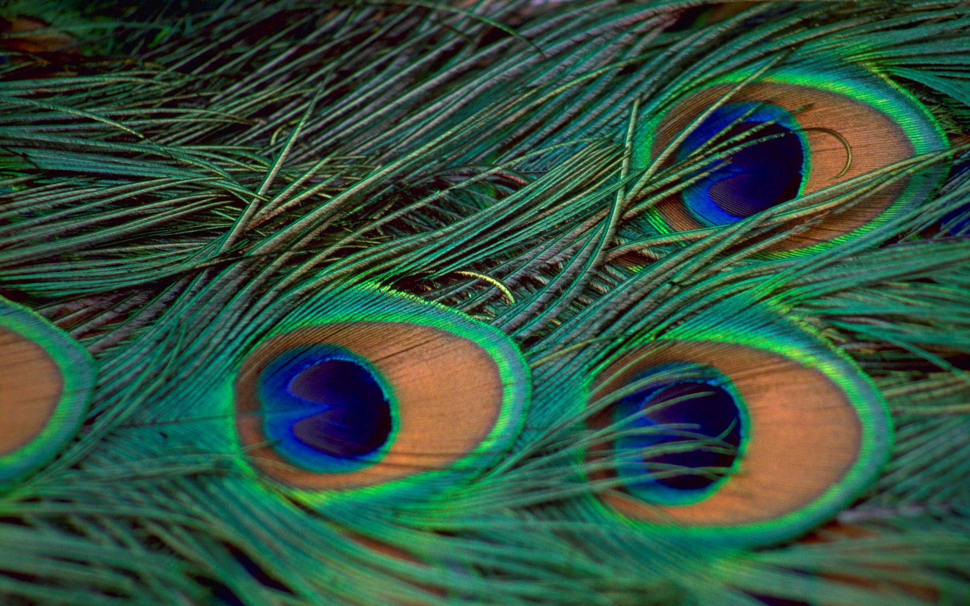 Ultra Hd Peacock Feather - 1920x1200 Wallpaper 