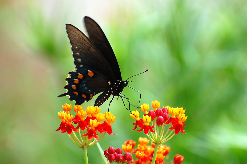 Tropical Milkweed - HD Wallpaper 