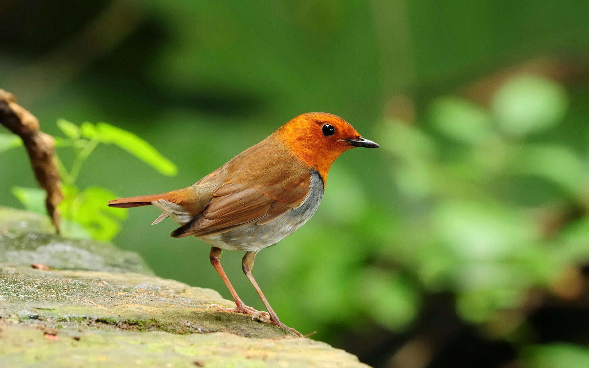 Cute Bird Wallpaper - Sony Tv 22 Inch Rs - HD Wallpaper 