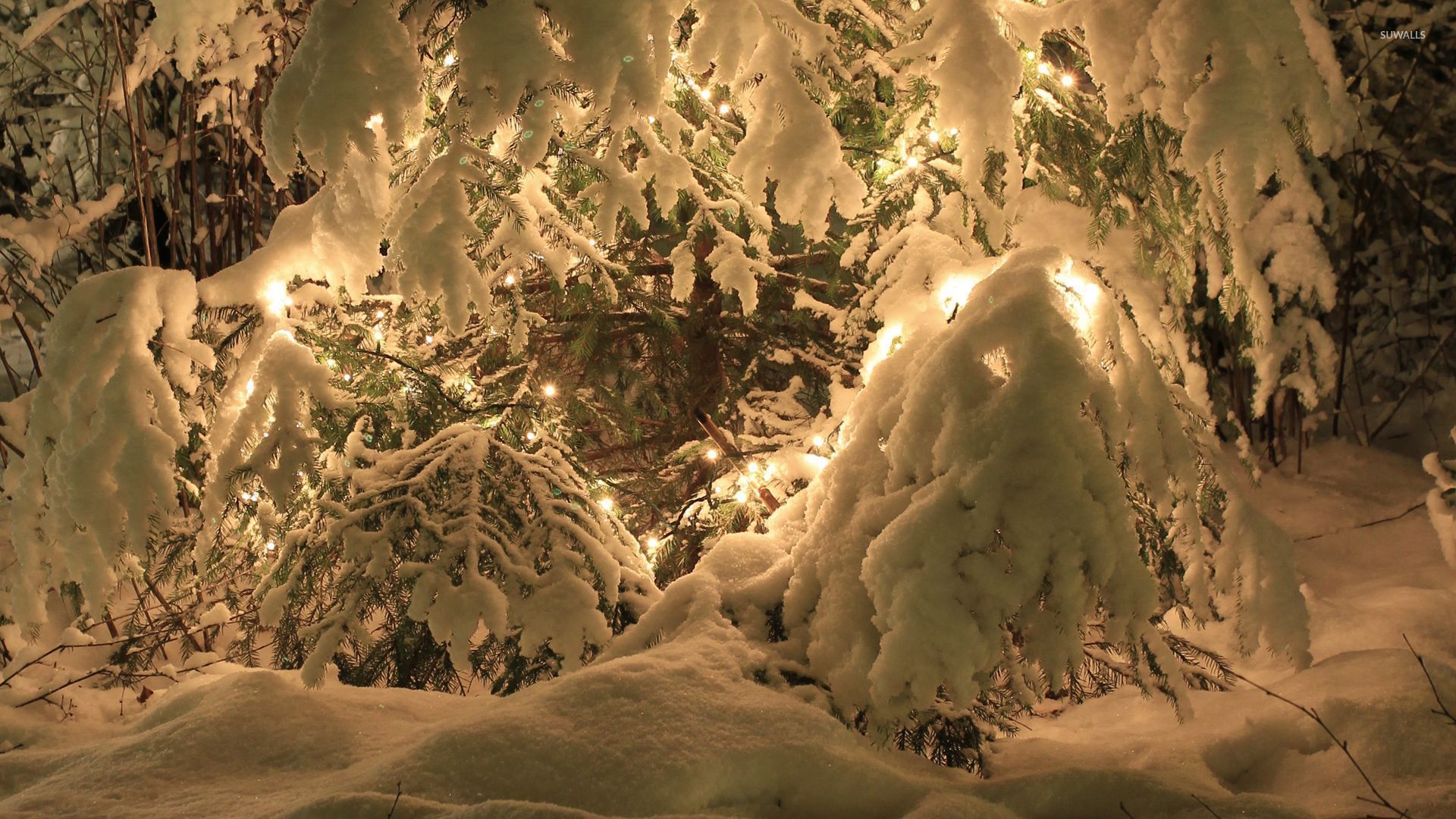Pine Trees In Snow Hd - HD Wallpaper 