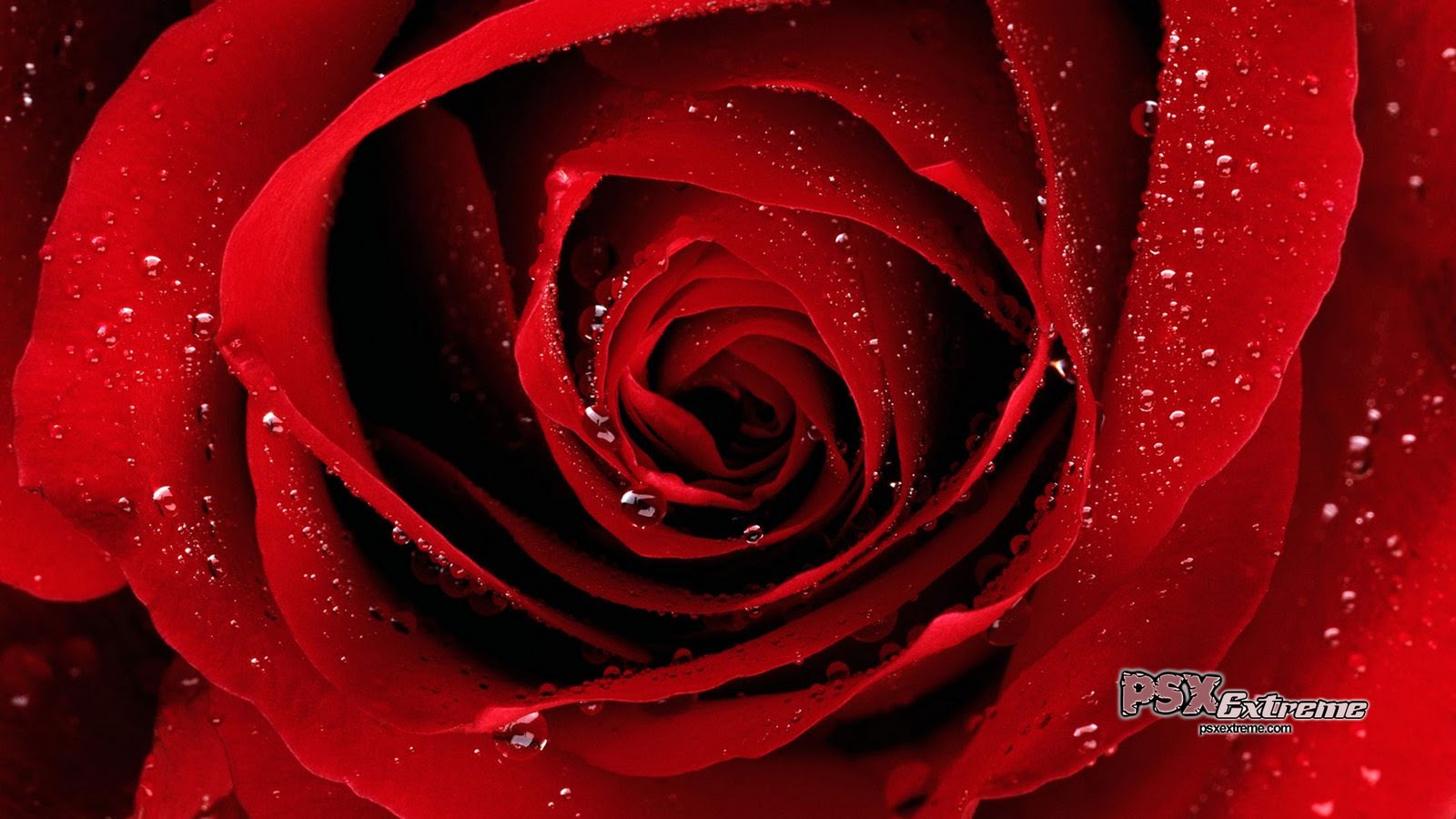Red Rose - HD Wallpaper 