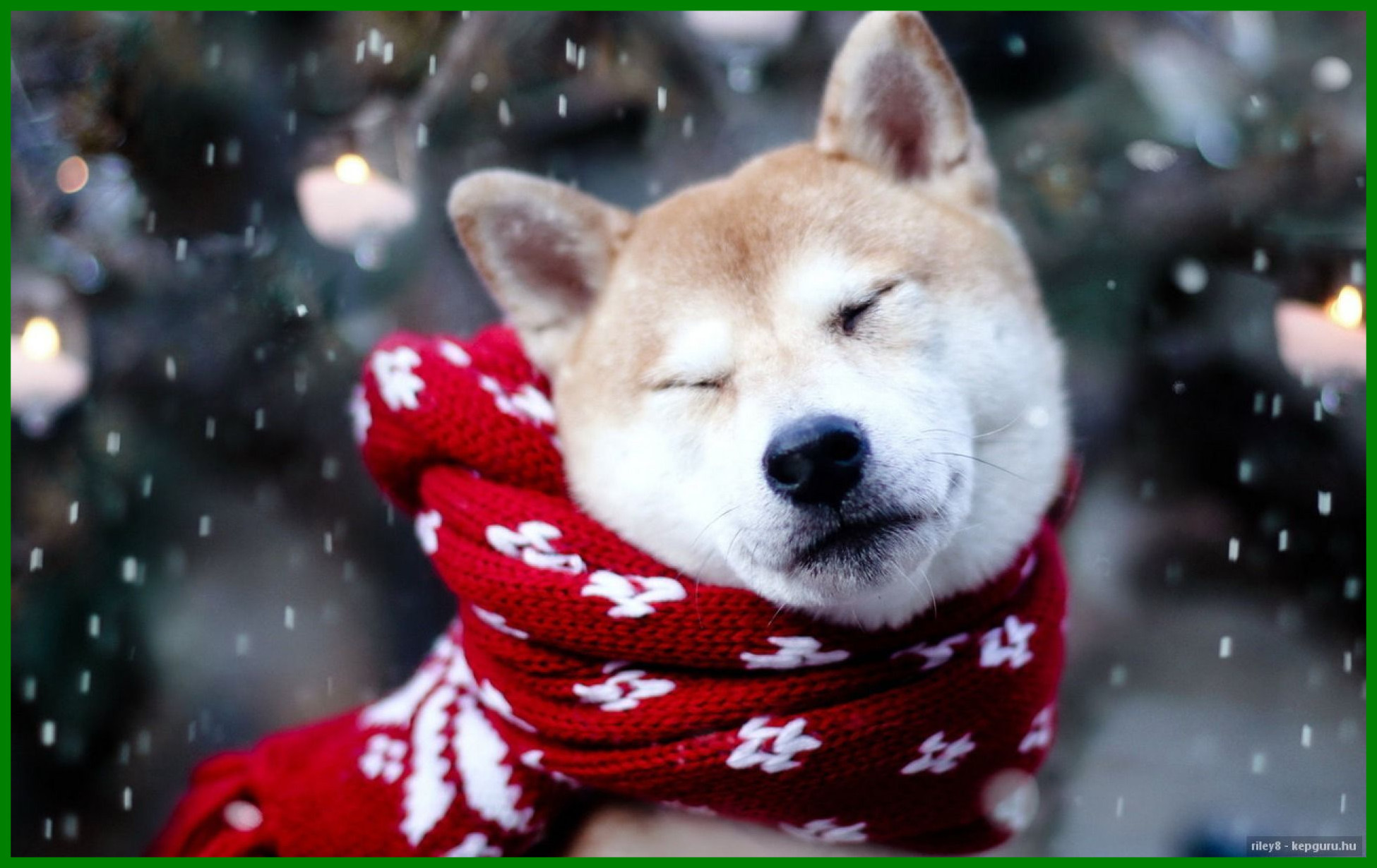 1950x1230, Shocking Cute Dogs Hd Group Pict Of Puppy - December Puppy - HD Wallpaper 