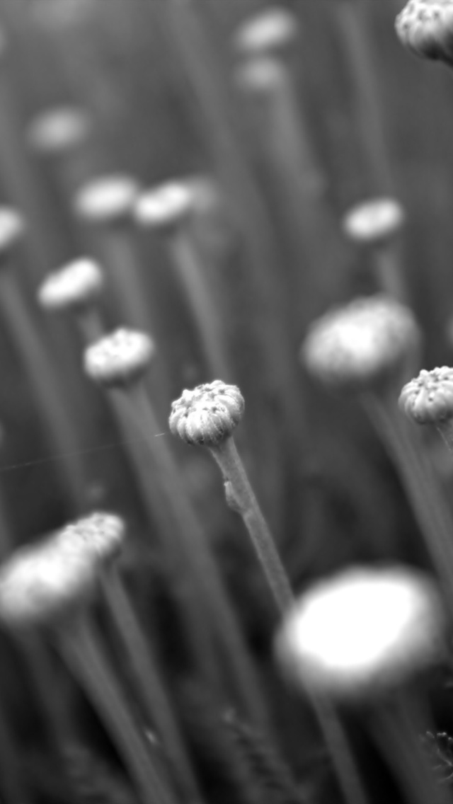 Black And White Flower Buds - Iphone Wallpaper Black And White Flowers - HD Wallpaper 