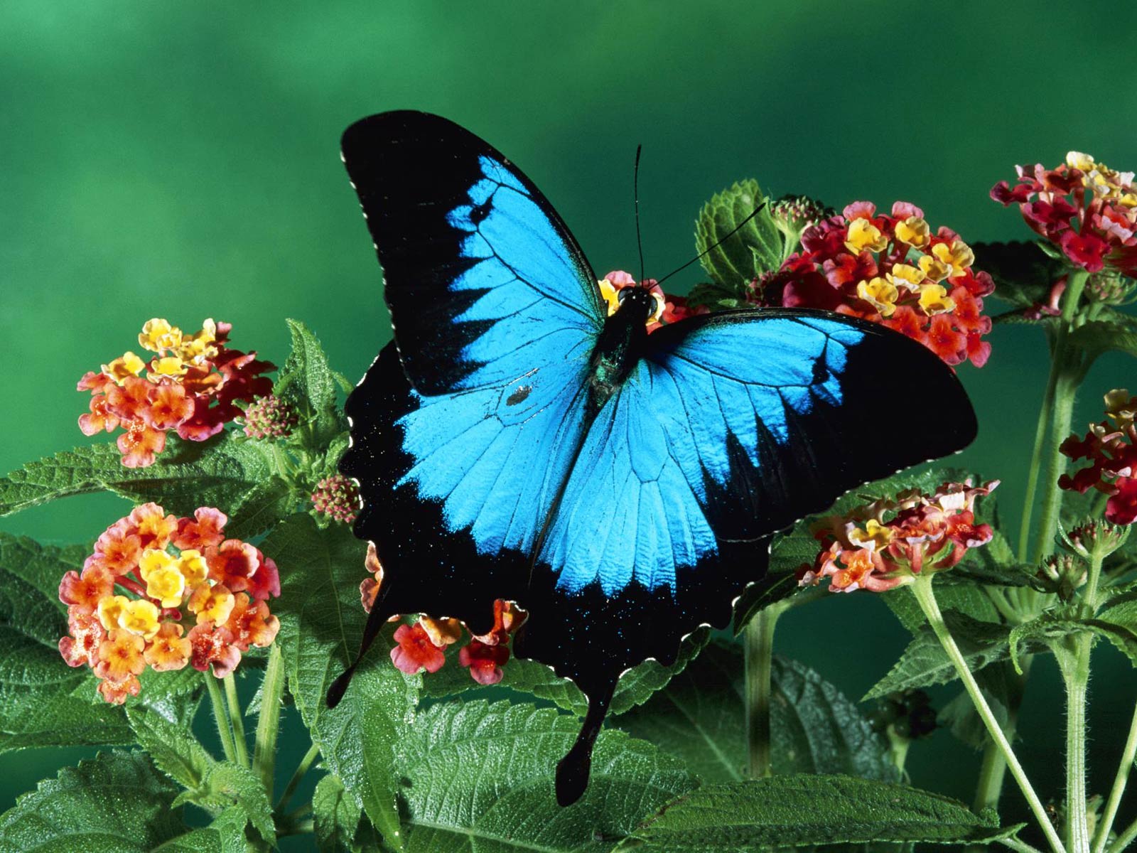 Free Ulysses Butterfly Wallpaper Wallpapers Download - Blue Butterfly Sitting On Flower - HD Wallpaper 