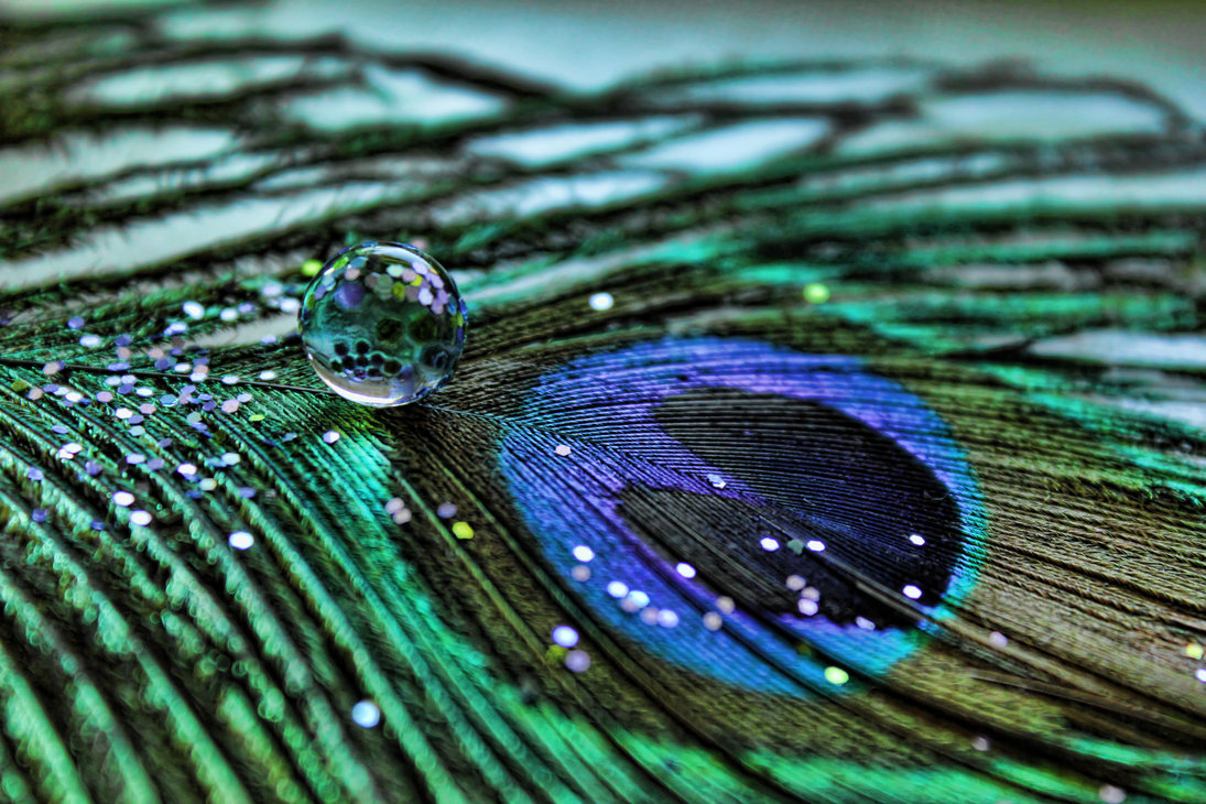 Hd Quality Peacock Feather Wallpapers, High Quality, - 1095x730 Wallpaper - Hd Quality Peacock Feather Wallpapers, High Quality, - 1095x730 Wallpaper -