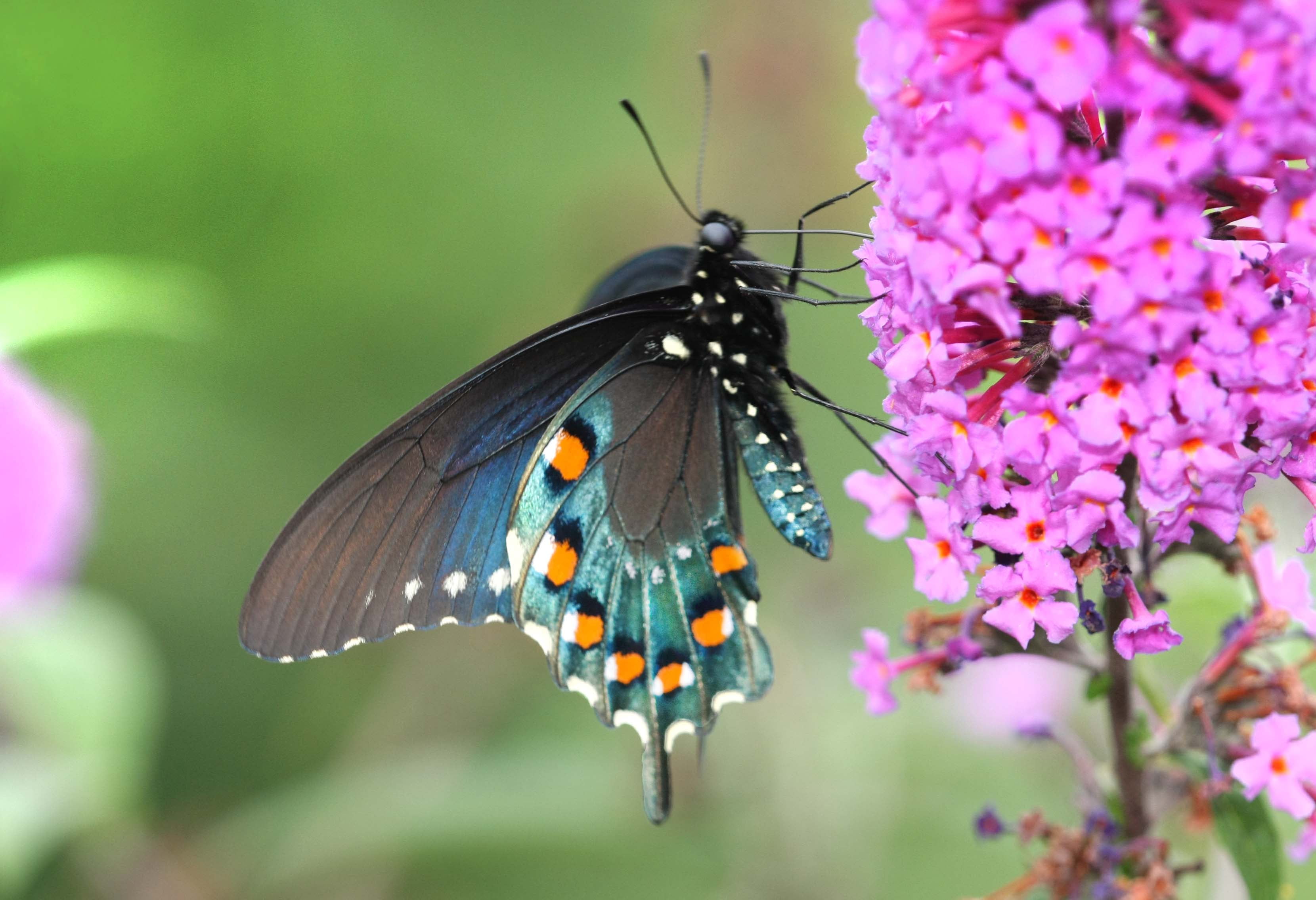Spicebush Swallowtail - HD Wallpaper 