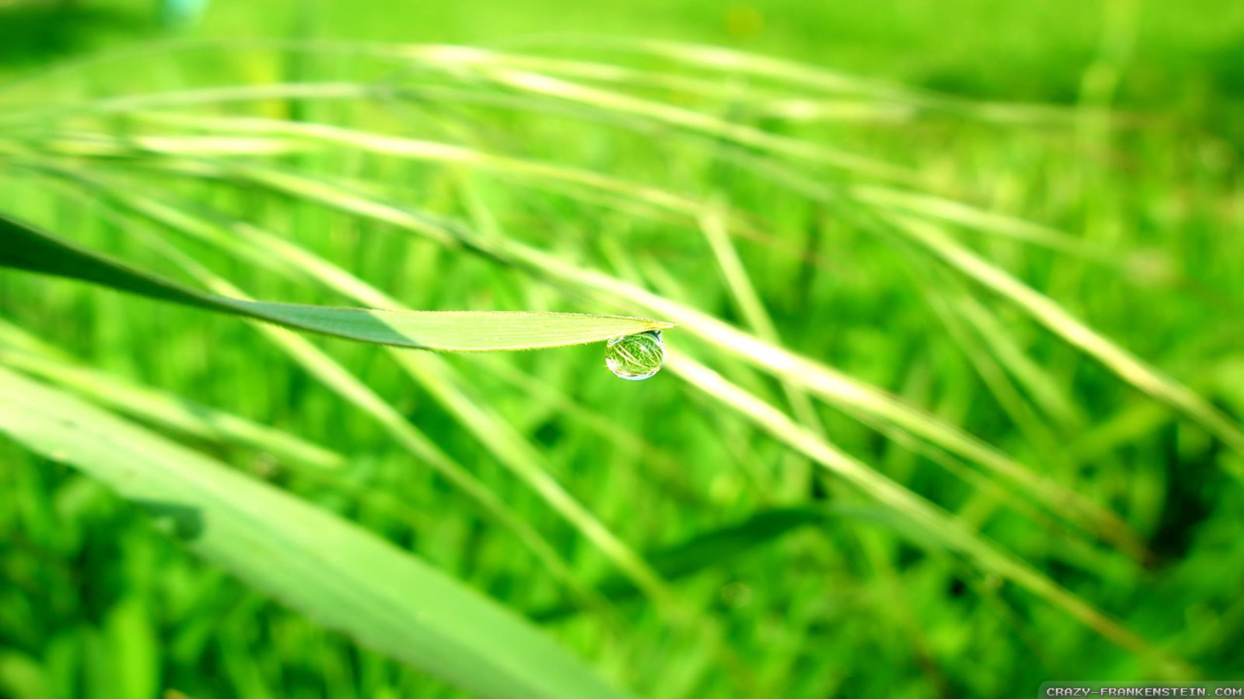 Close-up - HD Wallpaper 