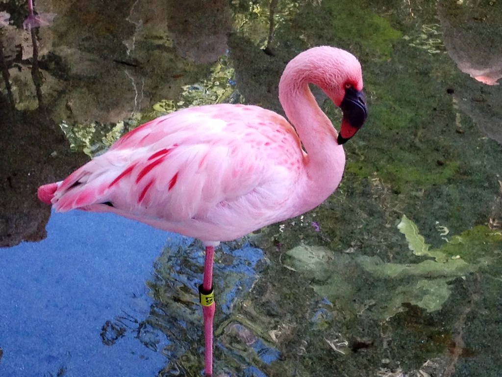 Flamingos En Disney Florida - HD Wallpaper 