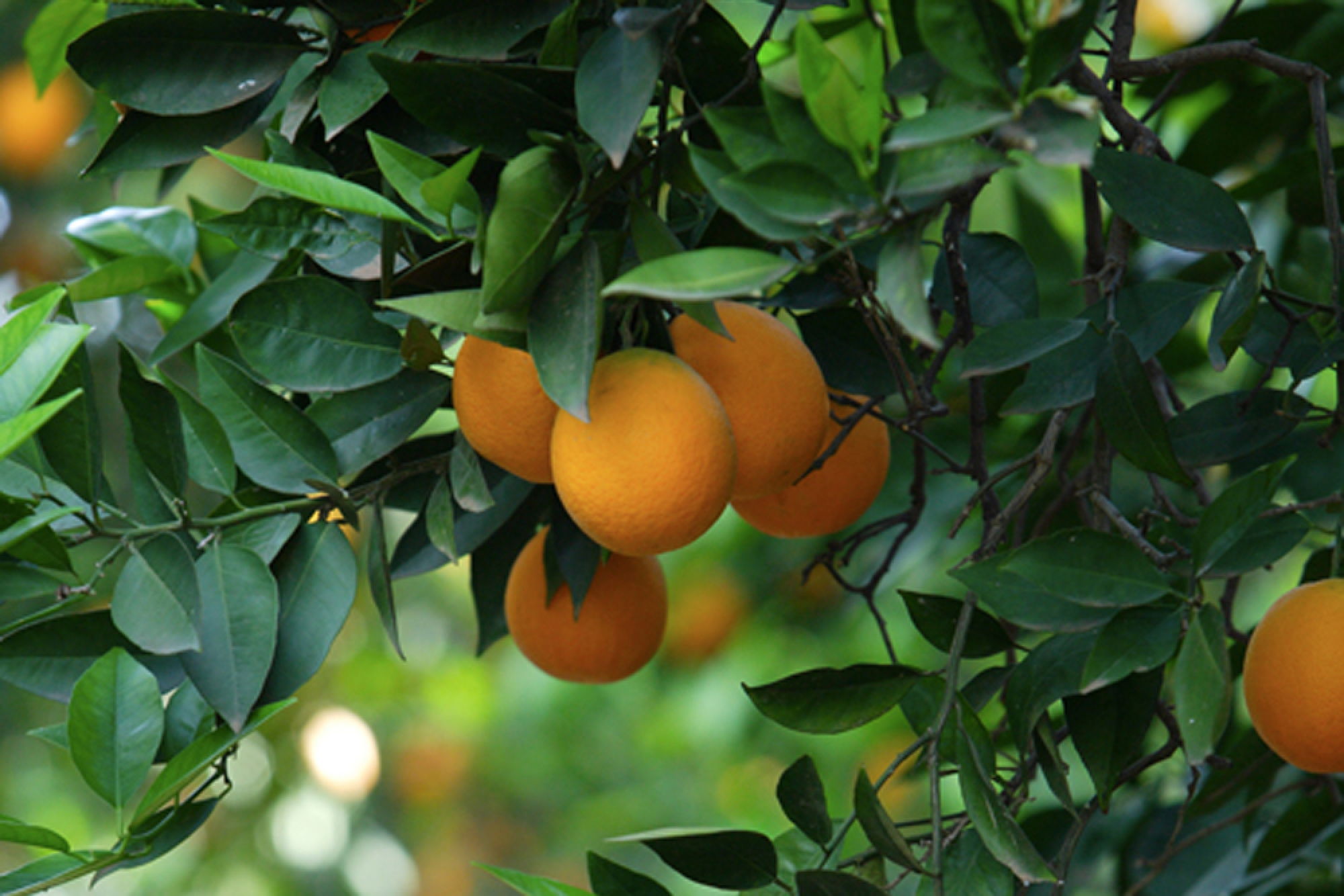 1 Kbytes, V - Mango Tree Images Hd - HD Wallpaper 