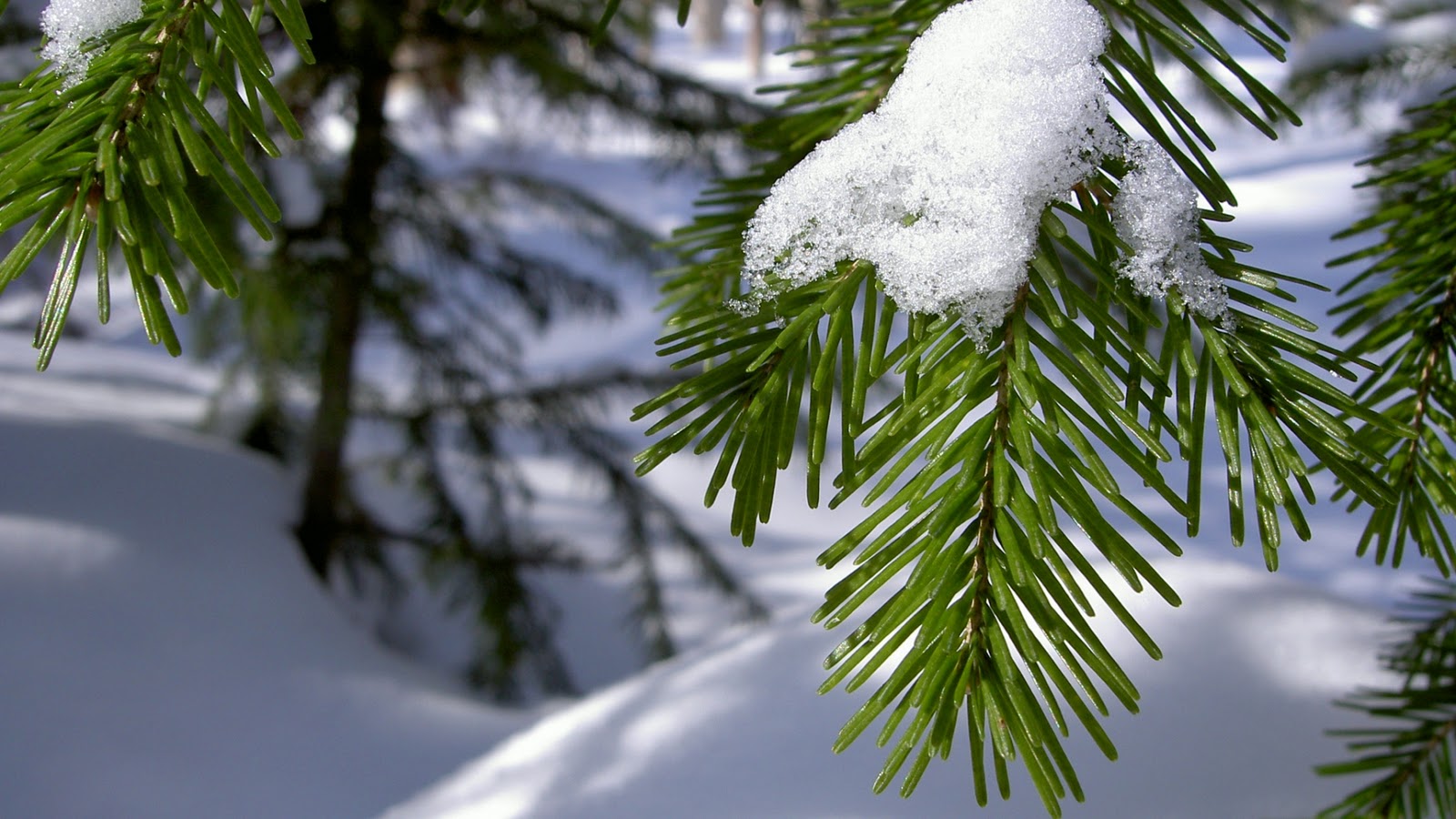 Pine Tree Wallpapers Pack Download - HD Wallpaper 