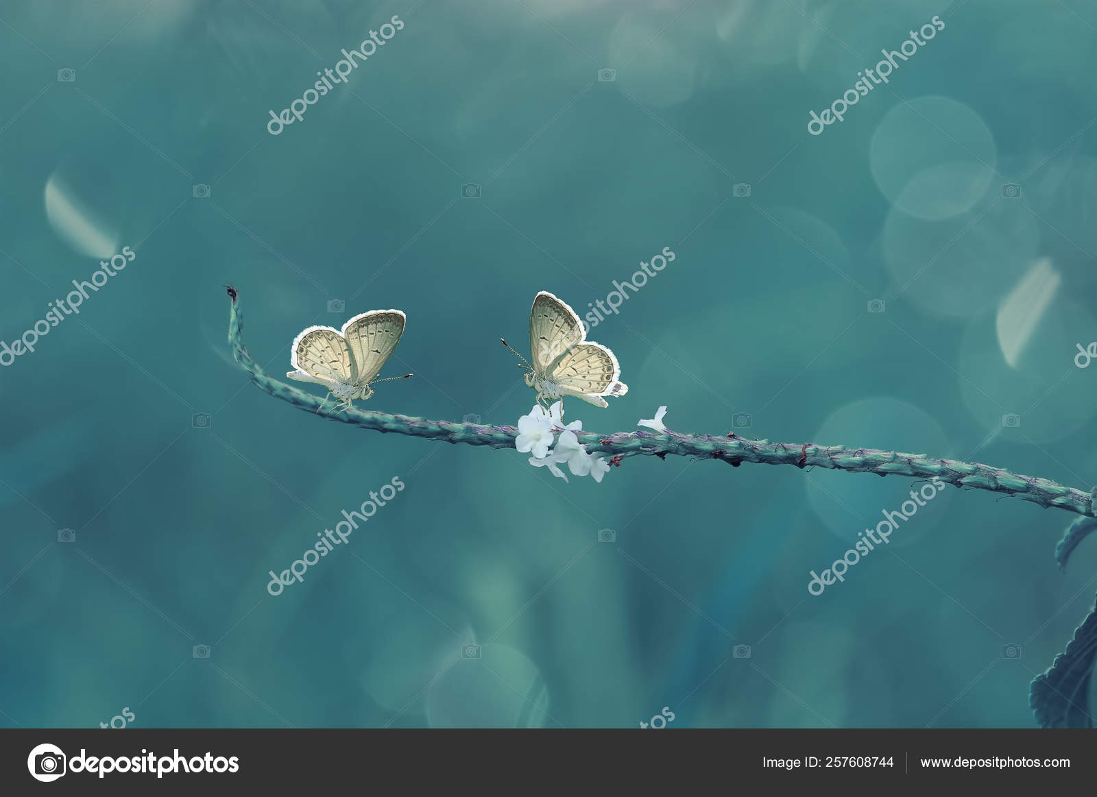 Stock Photography - HD Wallpaper 