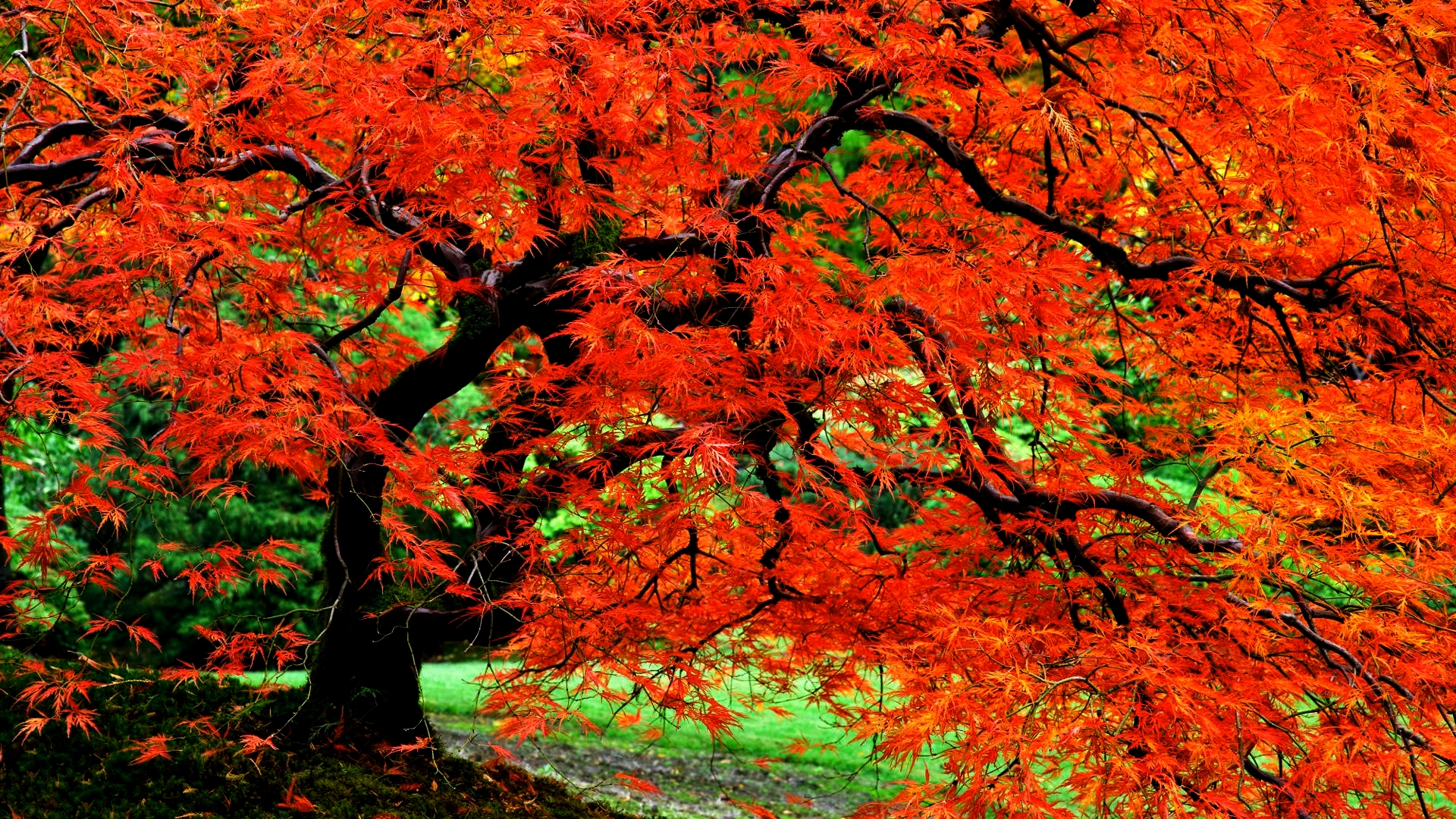 Tree Wallpaper B&q - HD Wallpaper 