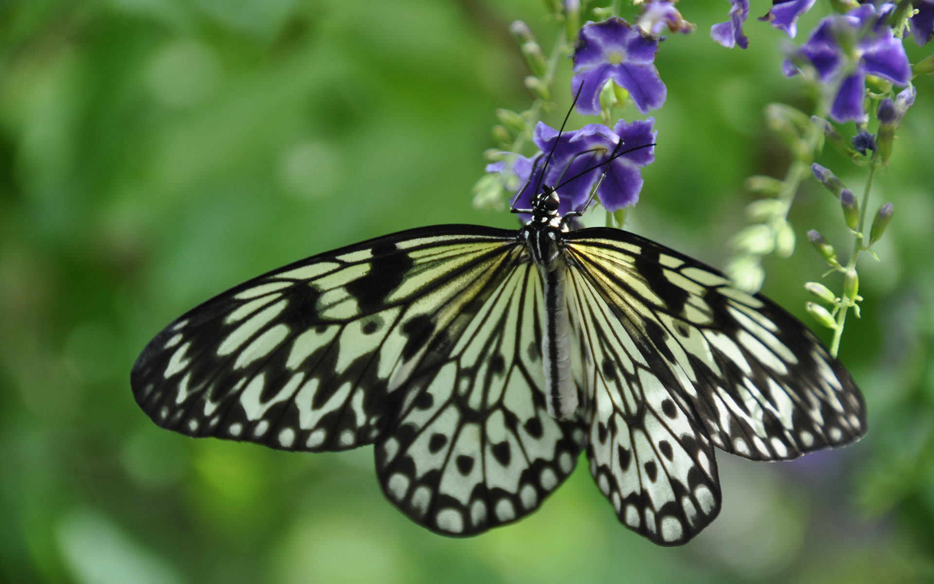 Butterfly - HD Wallpaper 