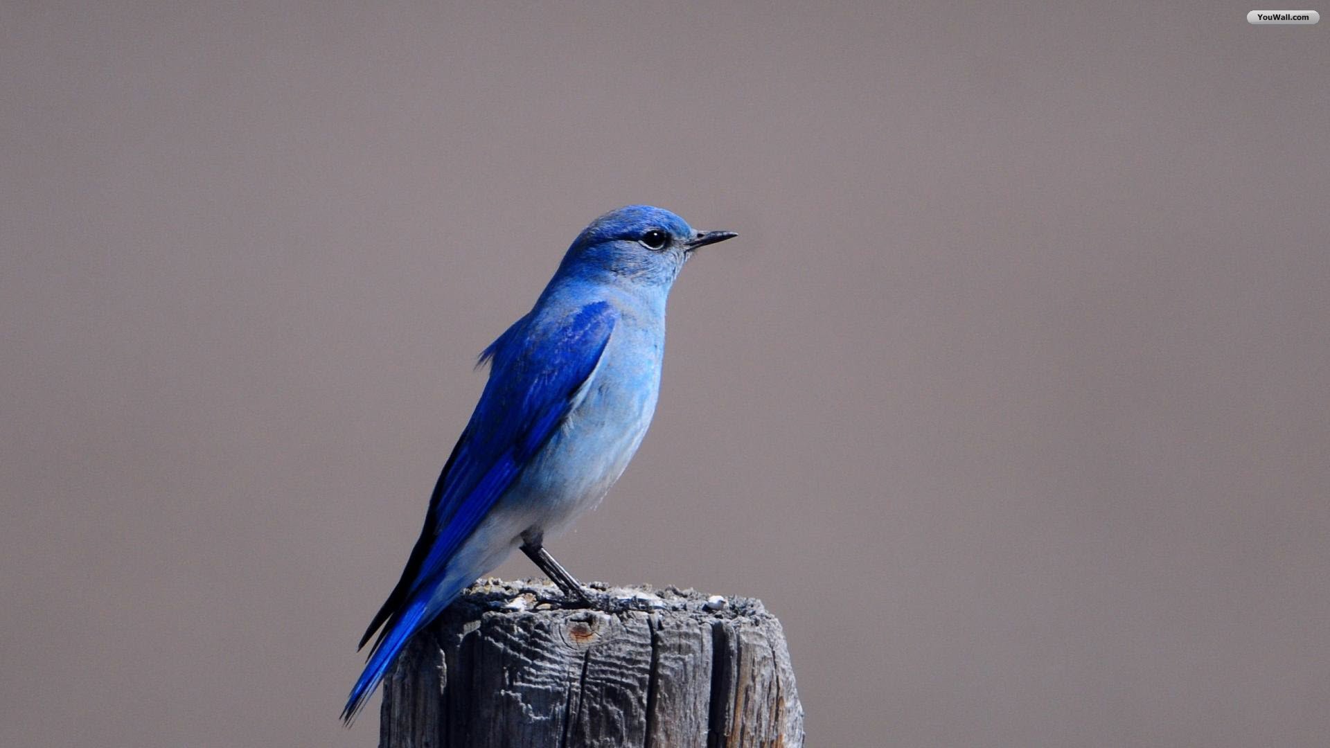 Blue Bird Wallpaper - Blue Jay Bird Iphone - HD Wallpaper 