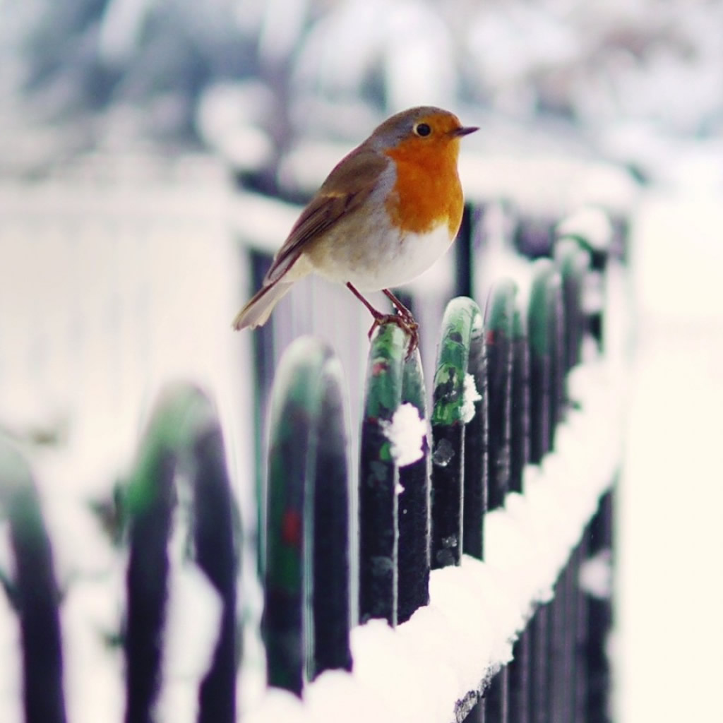 Winter Bird - HD Wallpaper 