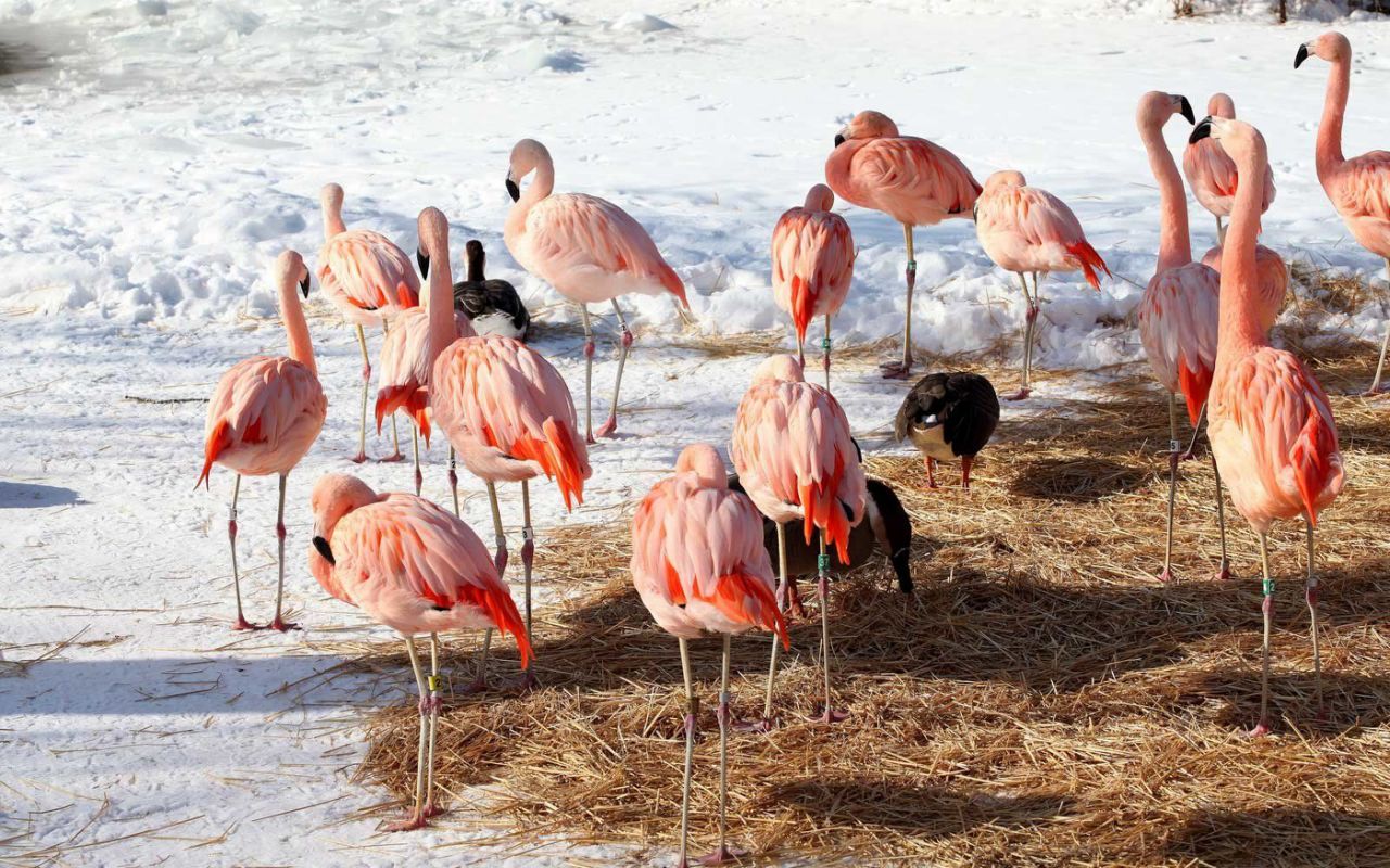 Taylor Swift Rings In Her 30th Birthday Party With - Greater Flamingo - HD Wallpaper 