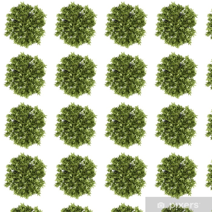 Climbing Plant Top View - HD Wallpaper 