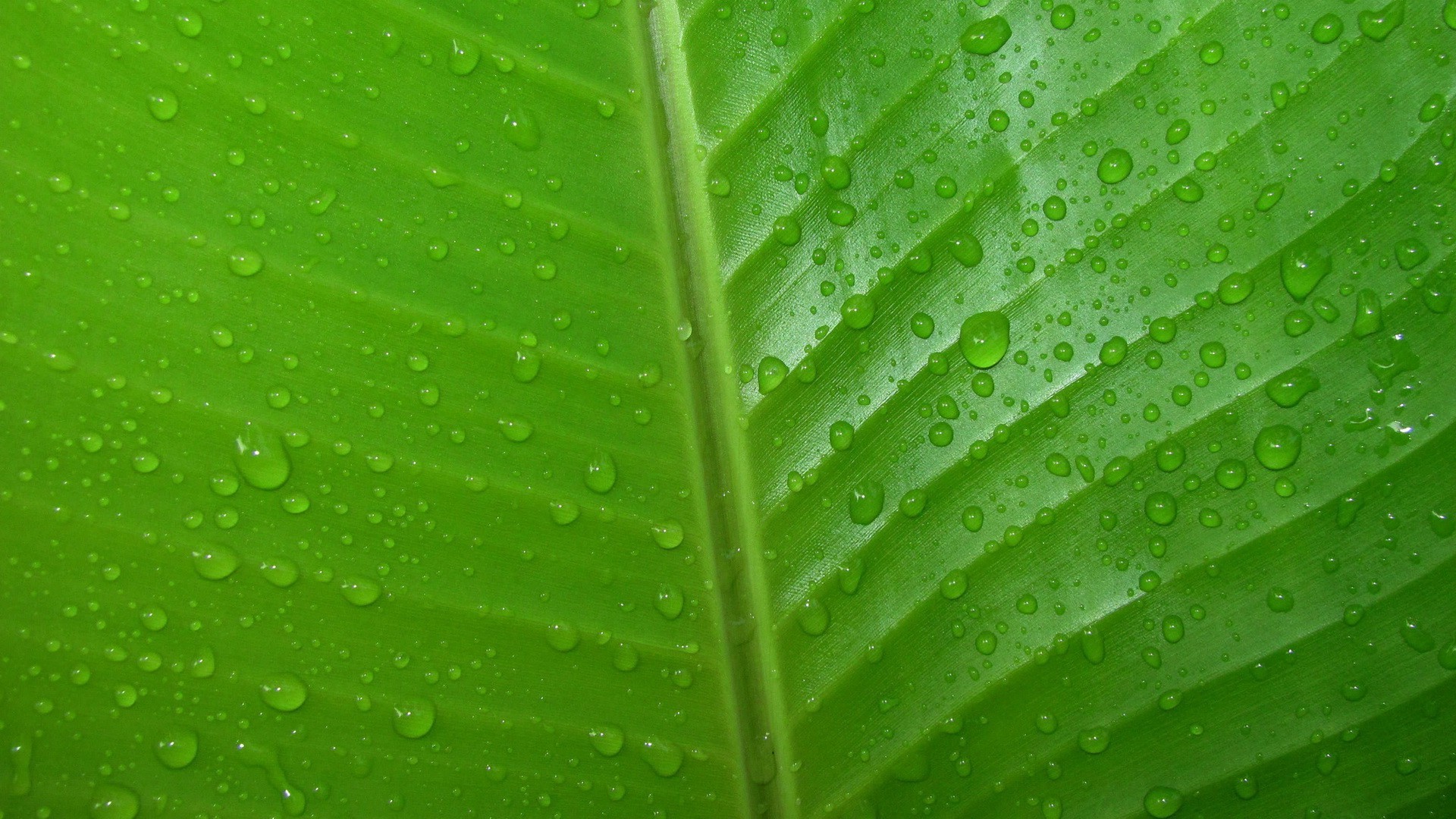 Wallpaper - HD Wallpaper 