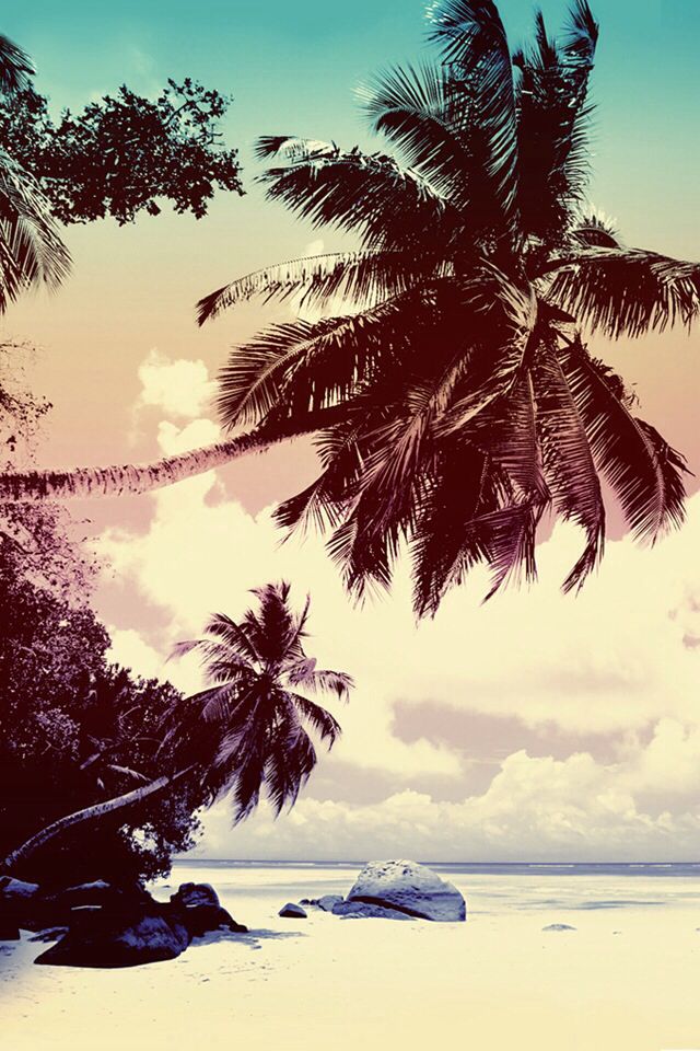Palm Trees For Iphone - HD Wallpaper 