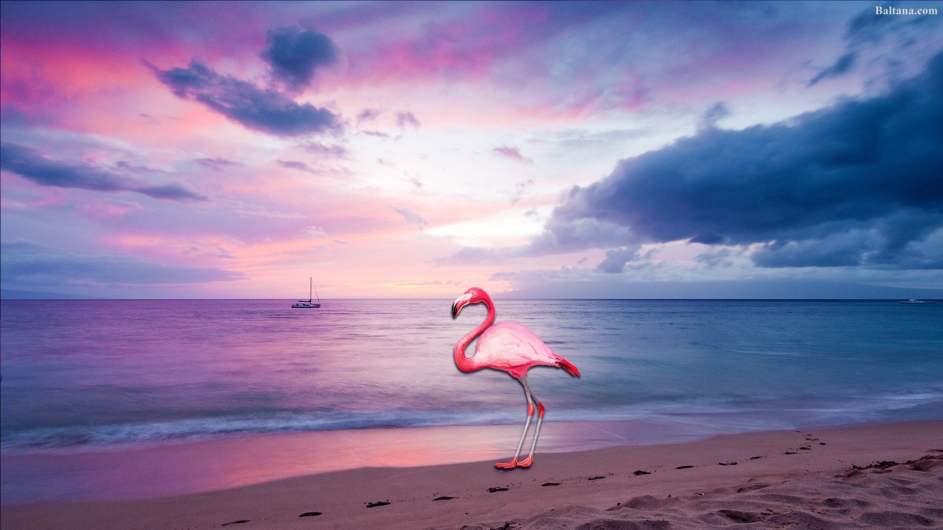 Flamingo Desktop Wallpaper - Beach Desktop - HD Wallpaper 