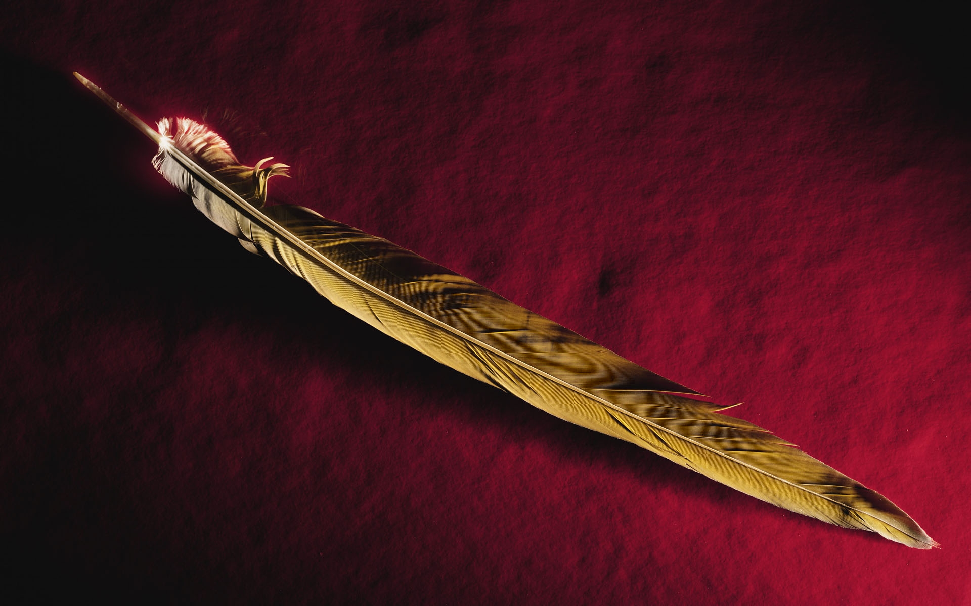 Pc, Laptop Feathers Wallpapers, B - HD Wallpaper 