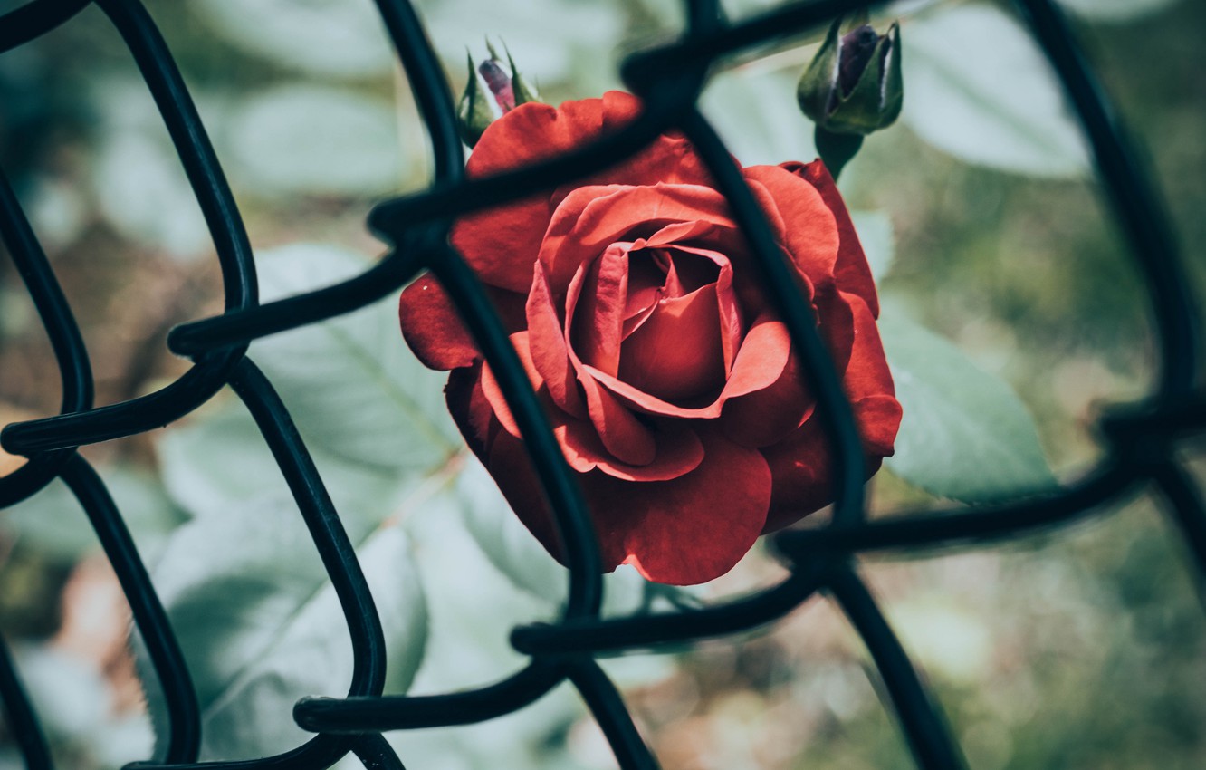 Photo Wallpaper Red, Rose, Flower, Flowers, Red Rose, - Wallpaper - HD Wallpaper 