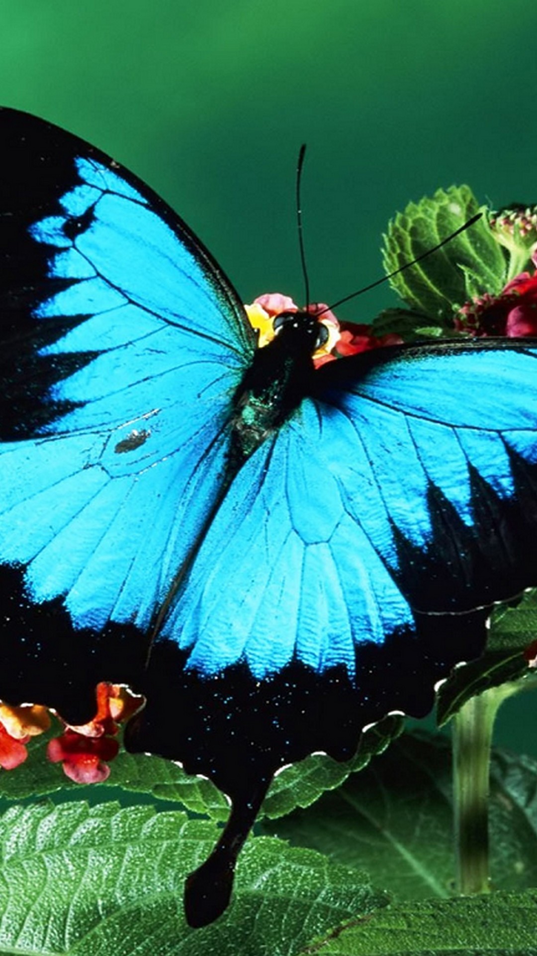 Iphone X Wallpaper Blue Butterfly Resolution - Big Butterfly With Flower - HD Wallpaper 
