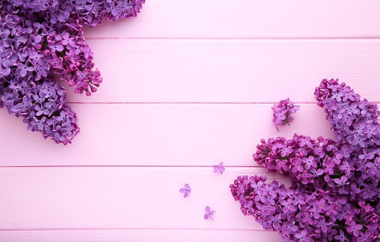 Photo Wallpaper Flowers, Background, Pink Background, - Lilac Background - HD Wallpaper 