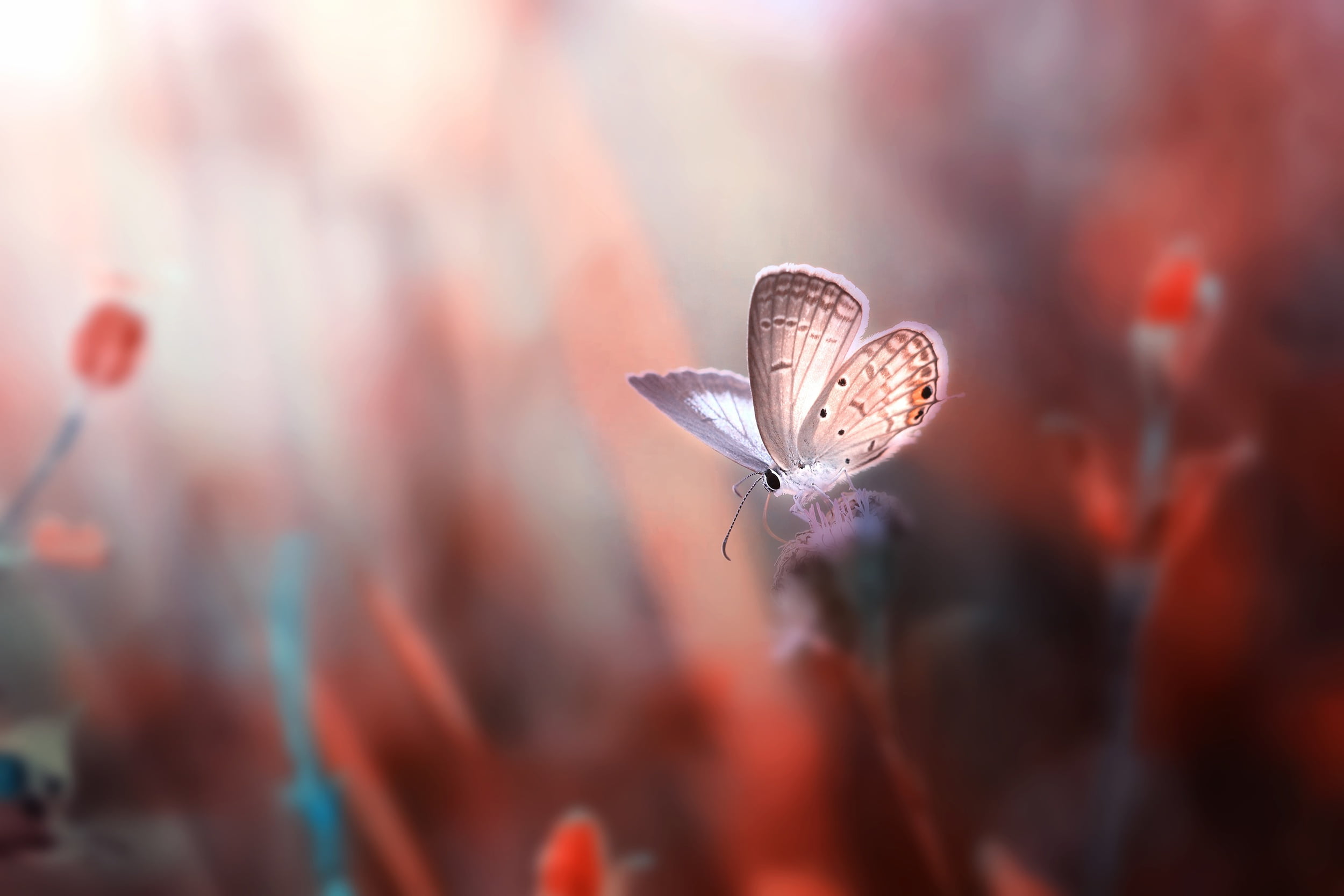 Hd Wallpapers For Butterfly - HD Wallpaper 