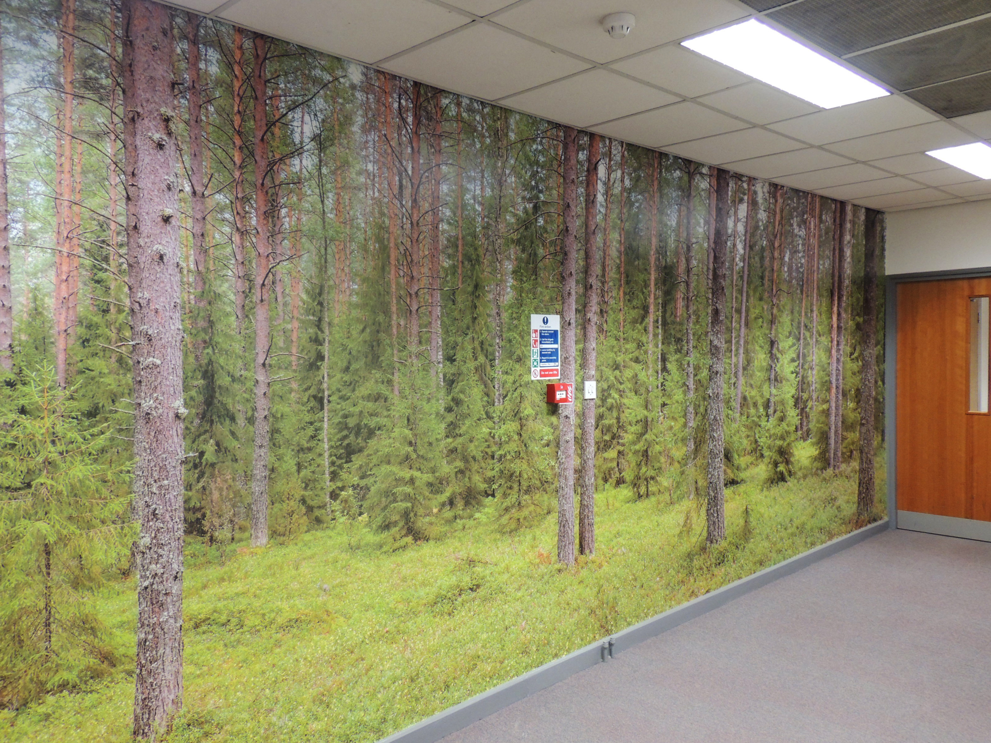 Office Wall Mural Forest - HD Wallpaper 