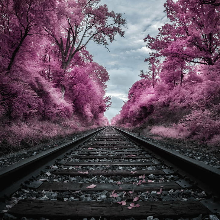 Purple Leaf Tree On The Side Of Train Rail, Take Me - Track - HD Wallpaper 
