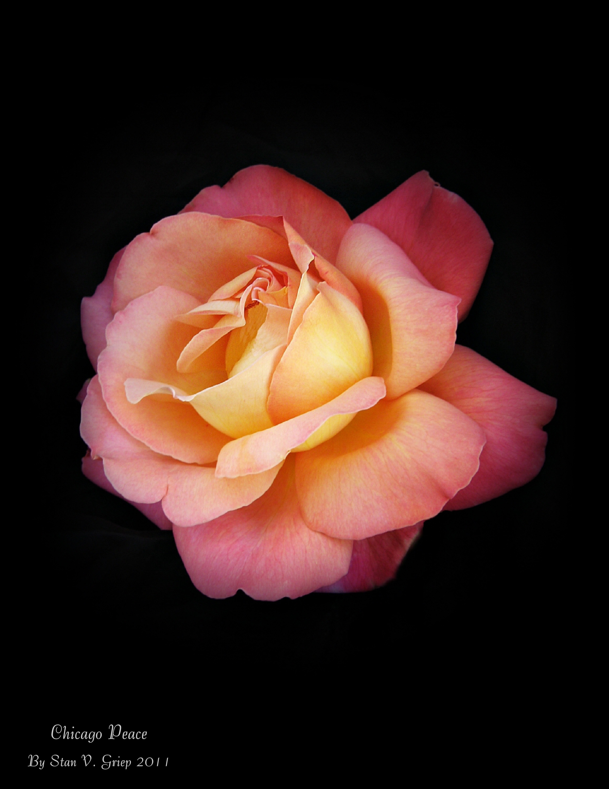 Garden Roses - HD Wallpaper 