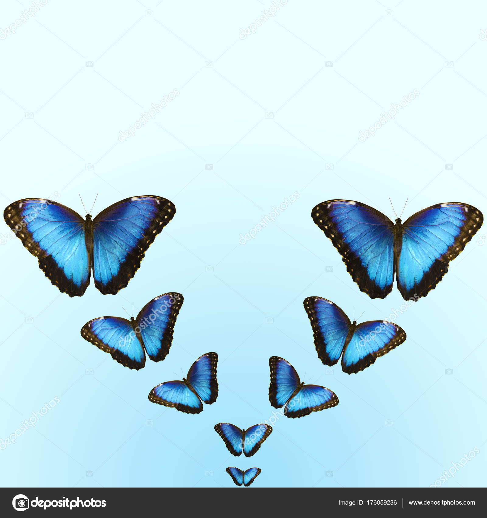 Fondos Azul Claro Con Mariposas - HD Wallpaper 
