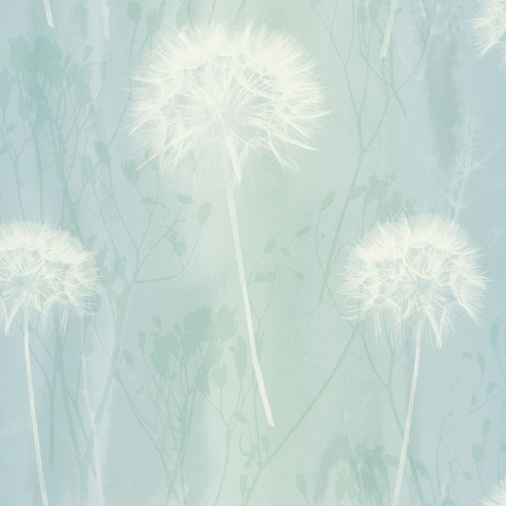Dandelion - HD Wallpaper 