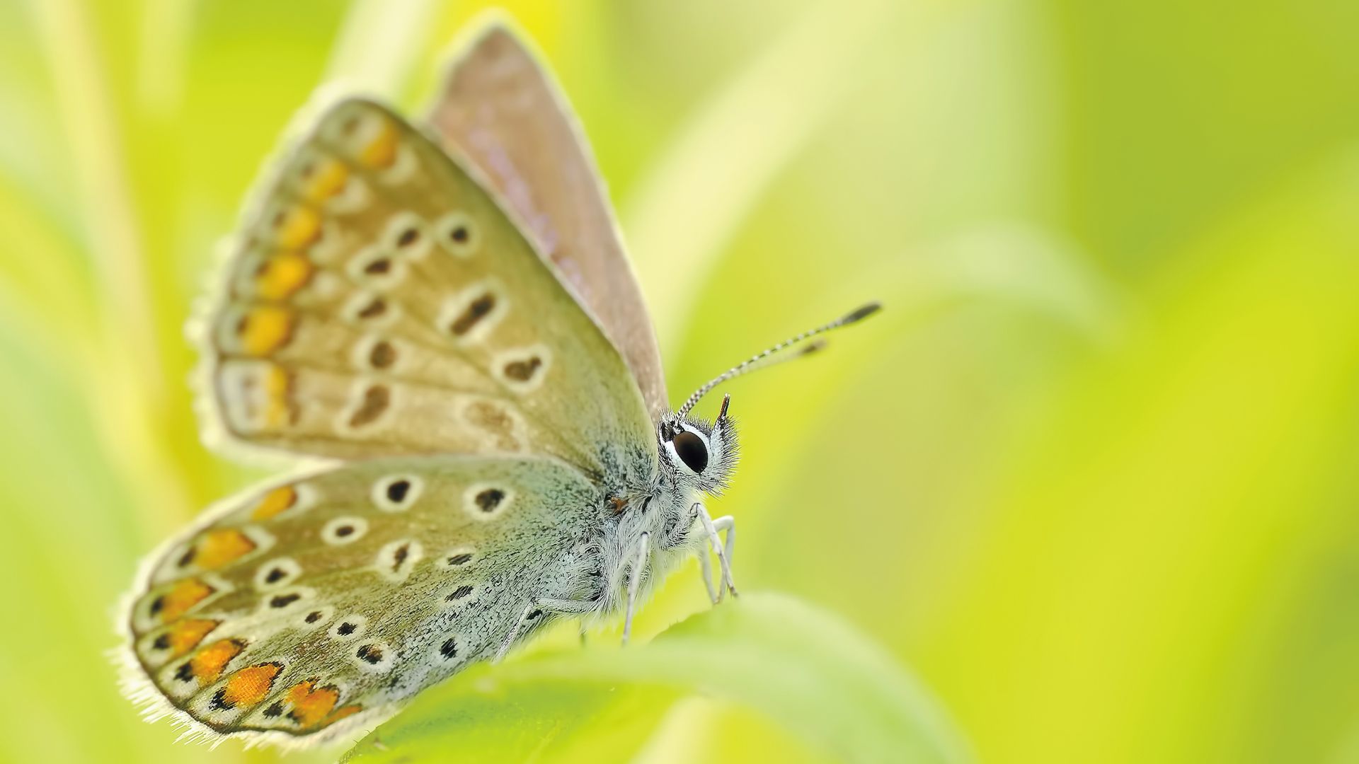 Yellow Brown And Silver Butterfly - Butterfly Images Hd Whatsapp Free Download - HD Wallpaper 